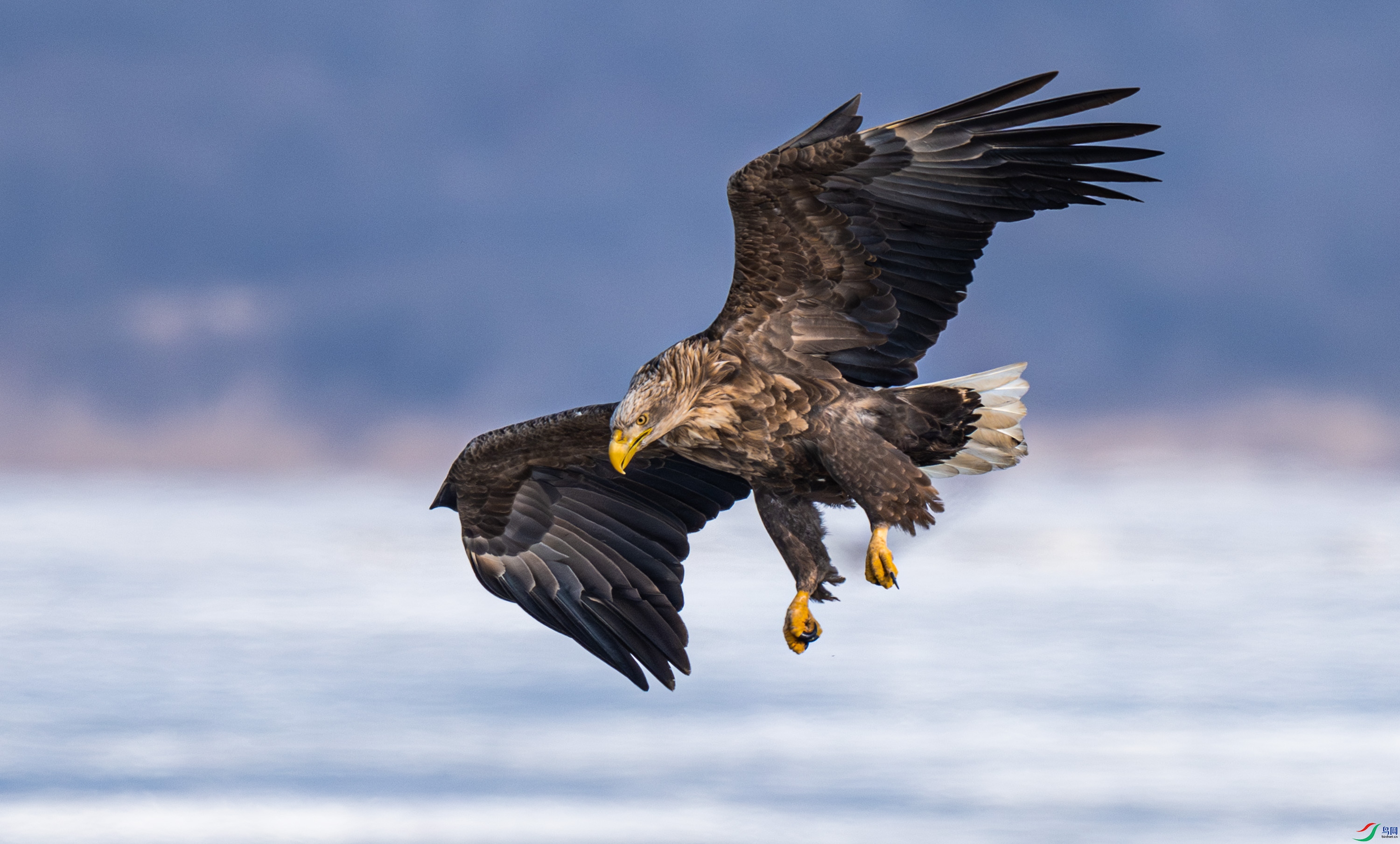 ��β����