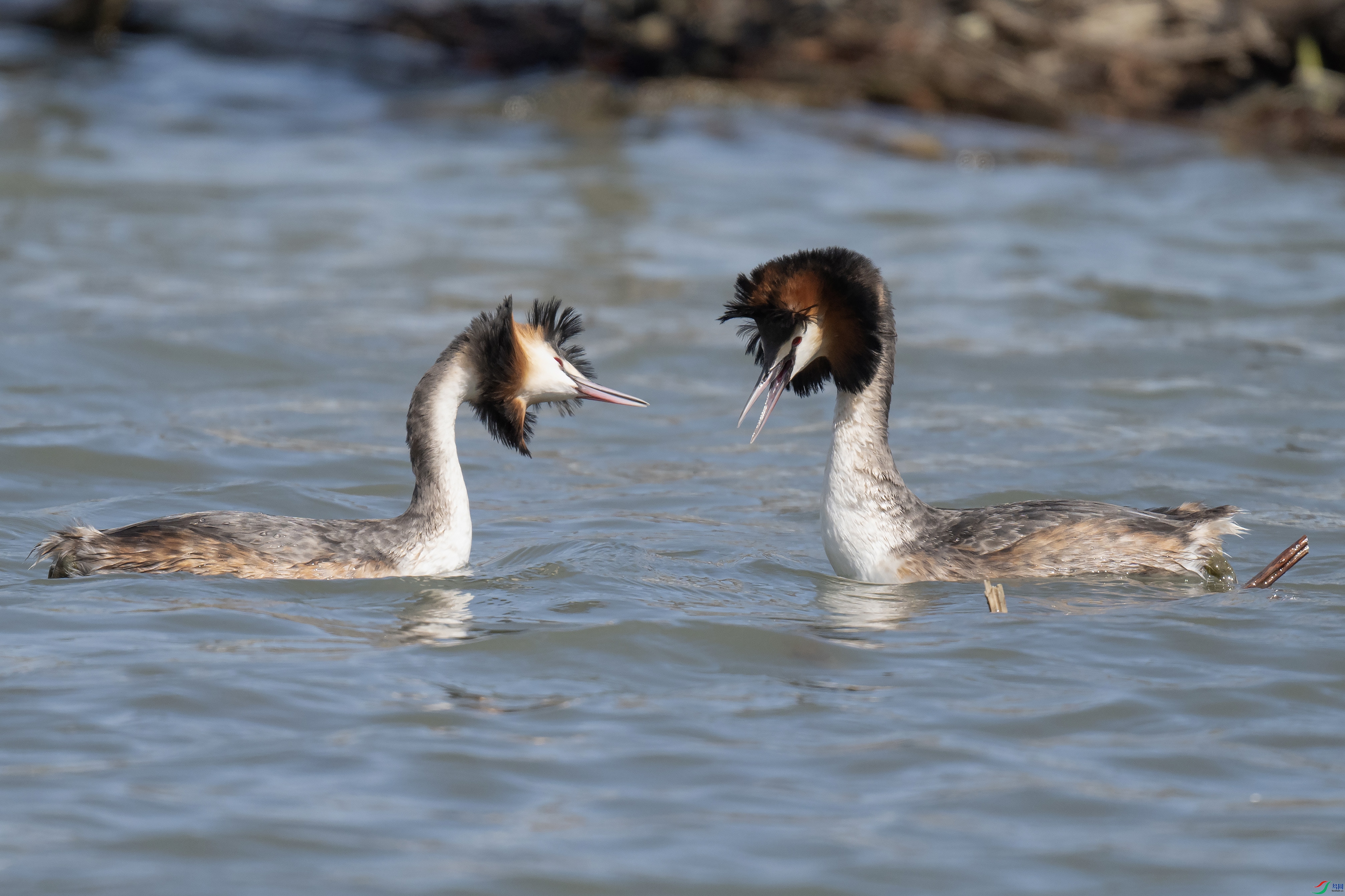 DSC_4603 ����.jpg