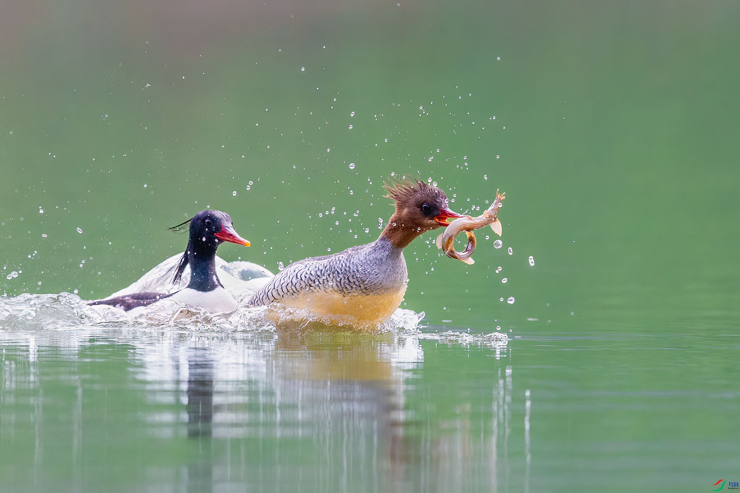 AF9Y1590 ����_1.jpg