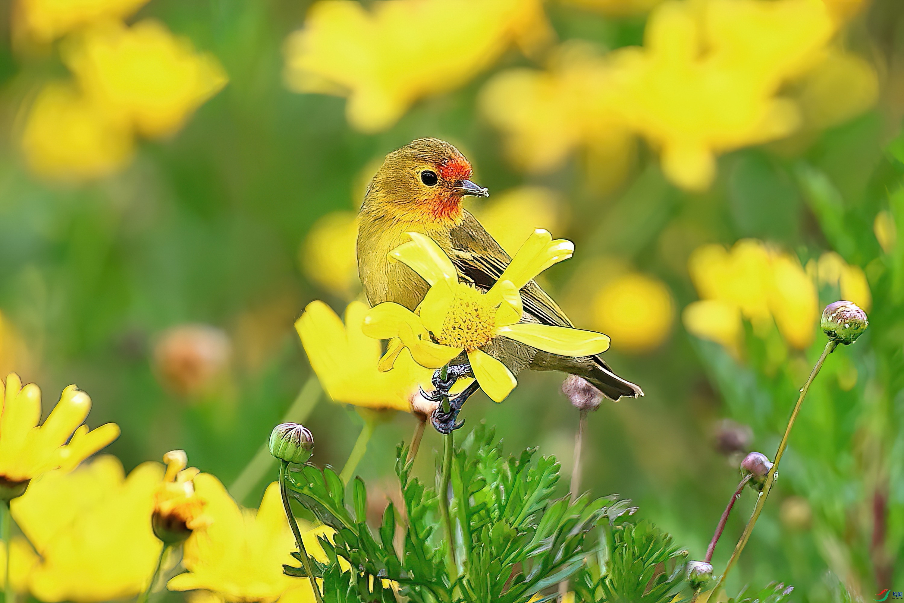 �������С��