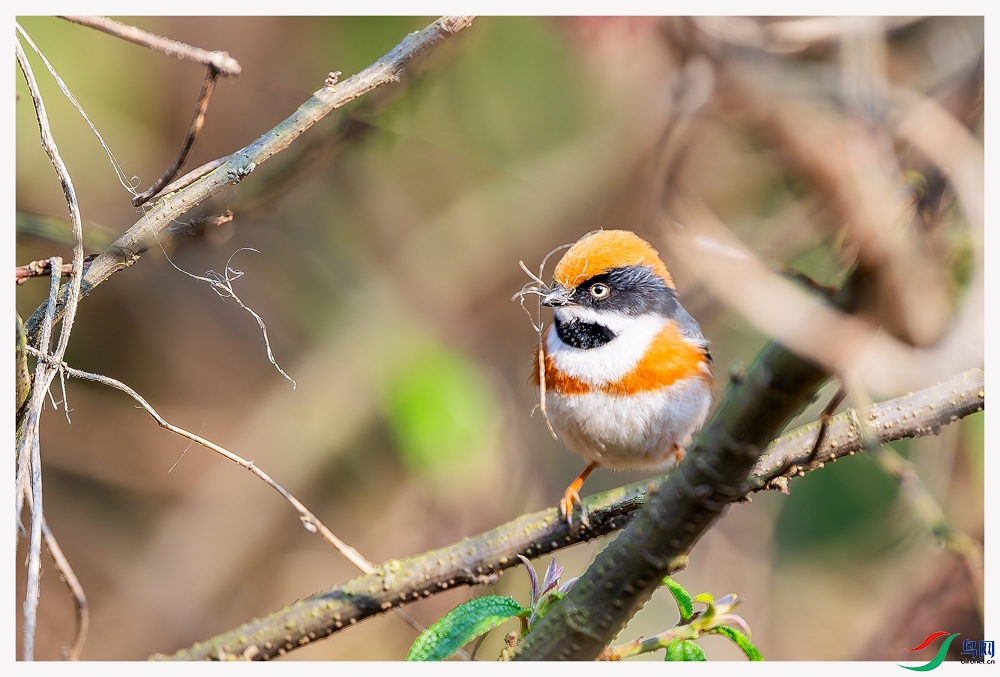 _DSC8721-����ǿ-NR ����.jpg