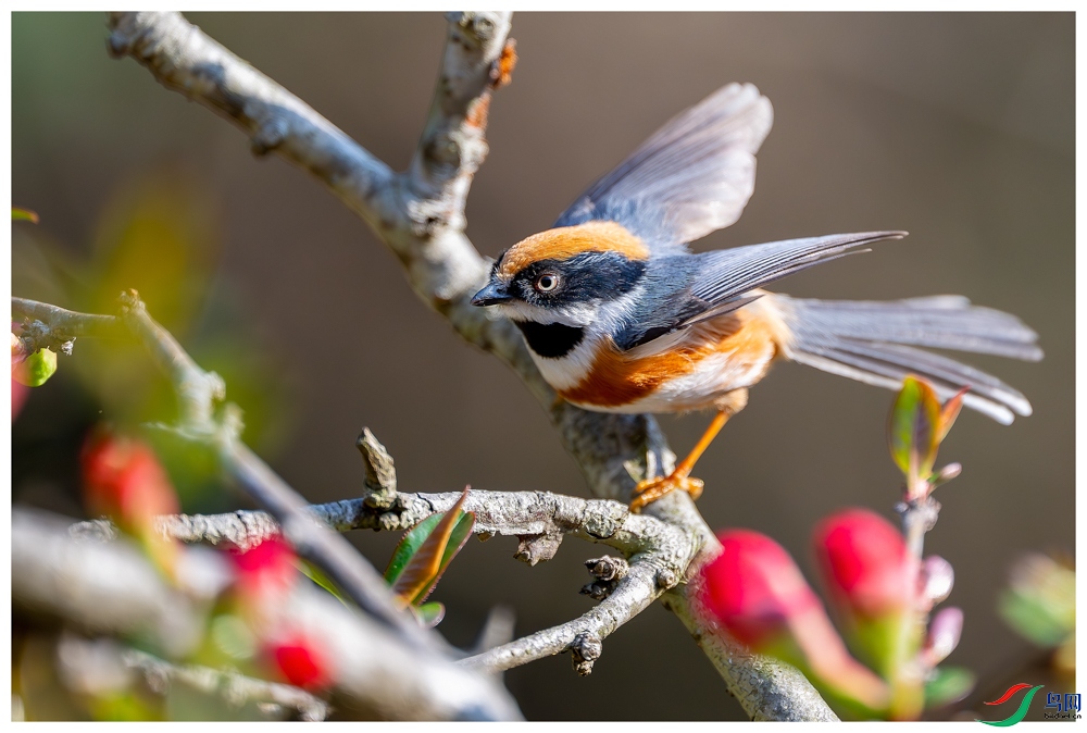 _DSC8452-����ǿ-NR ����.jpg