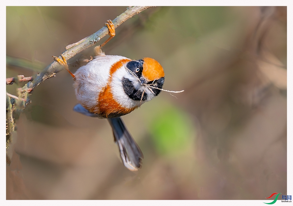 _DSC8692-����ǿ-NR-�ָ���.jpg