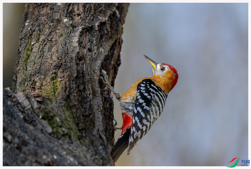 _DSC4210-����ǿ-NR ����_1.jpg