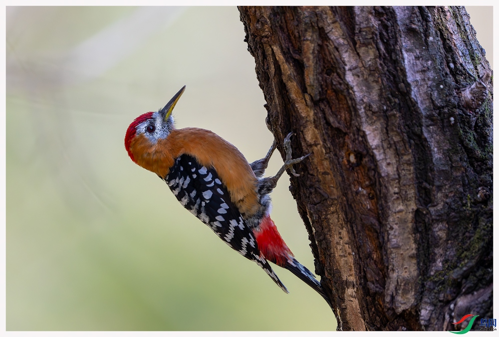 _DSC4400-����ǿ-NR ����_1.jpg