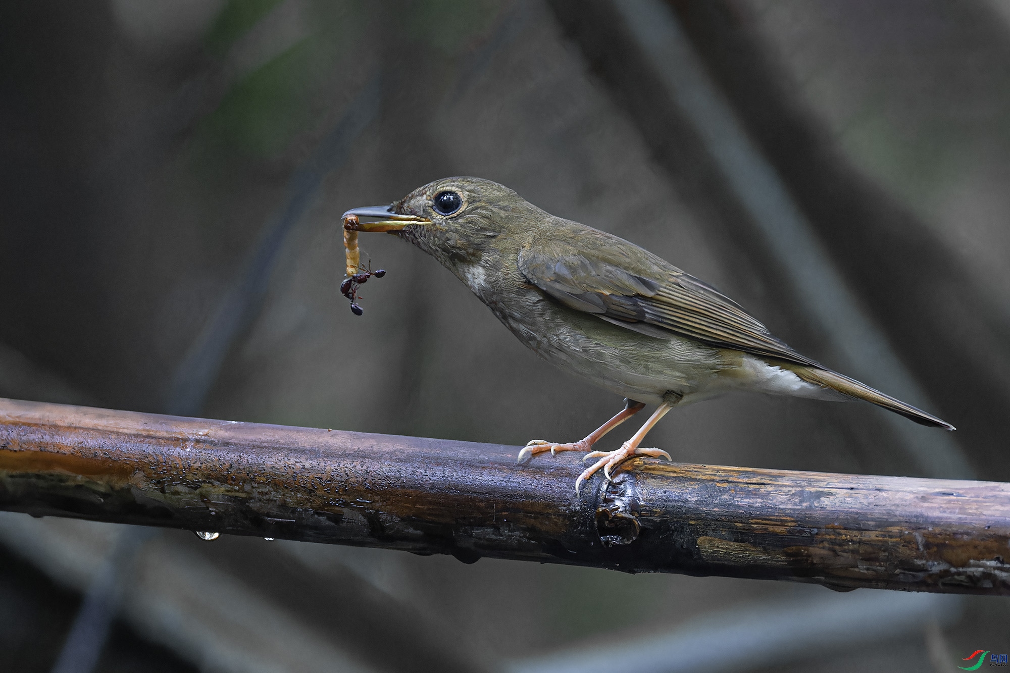 _97A5444-CR3 copy.jpg