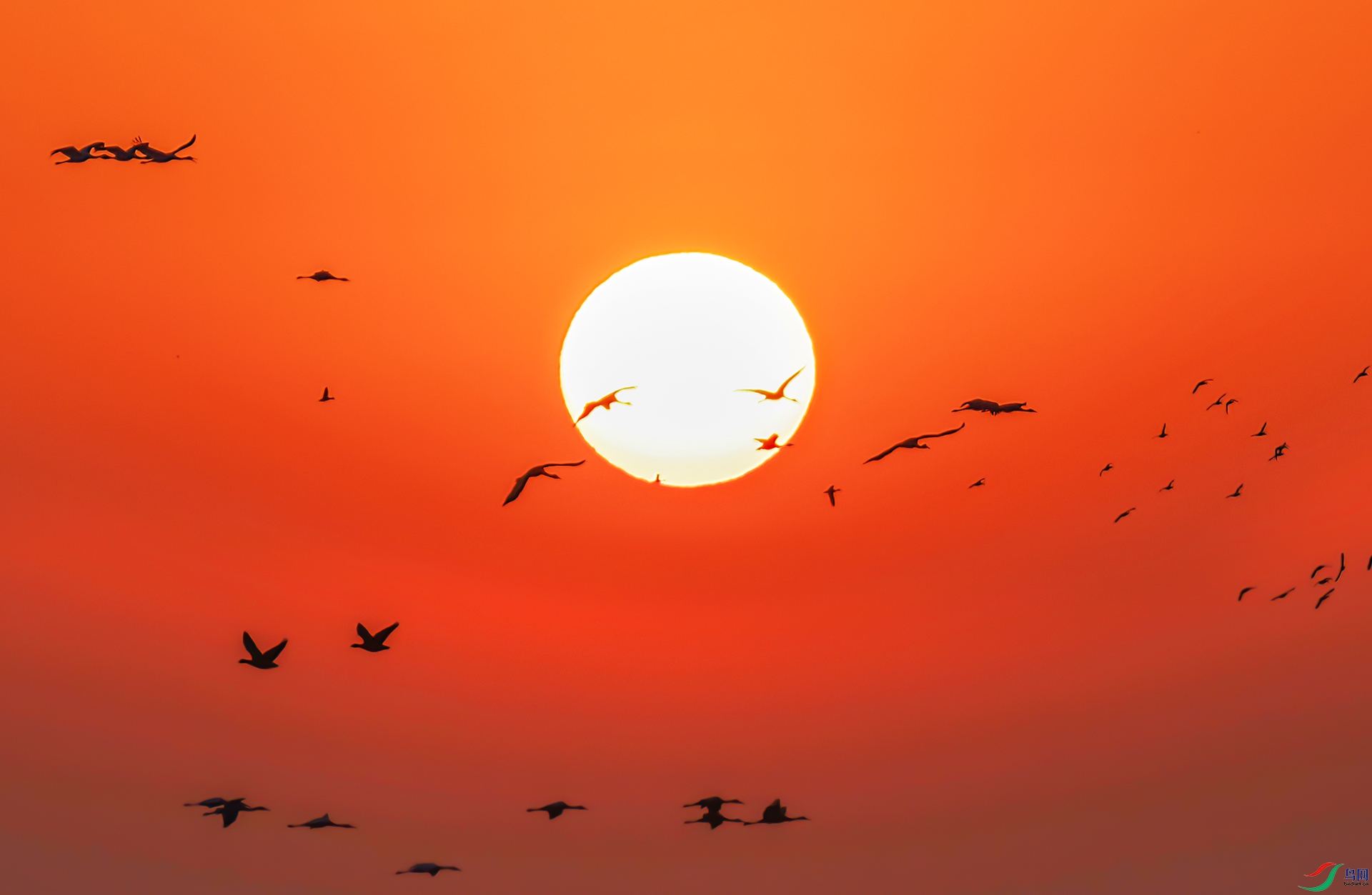 _60A3909 ����-Sha----1 .jpg