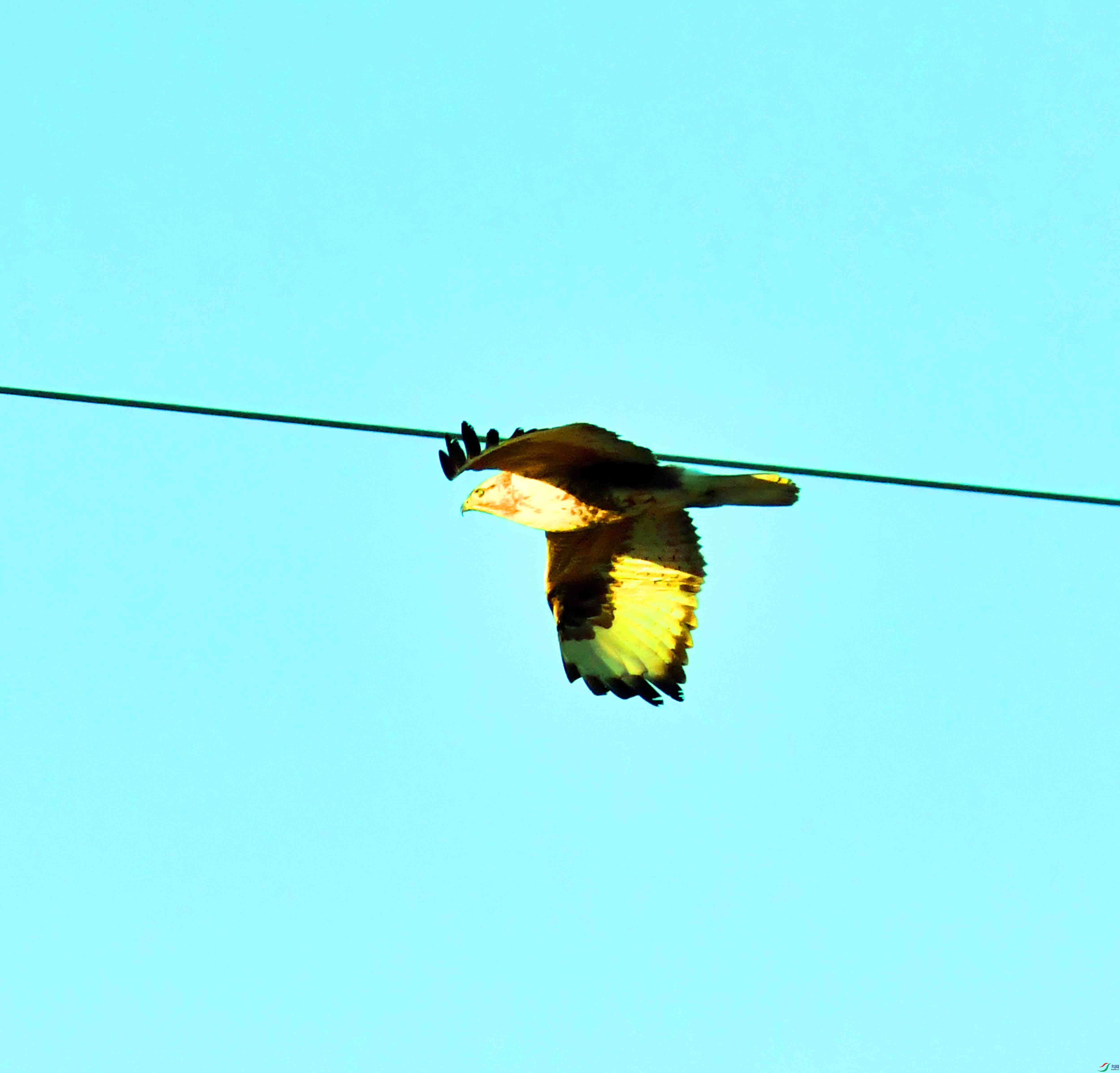 DSC_0337.JPG