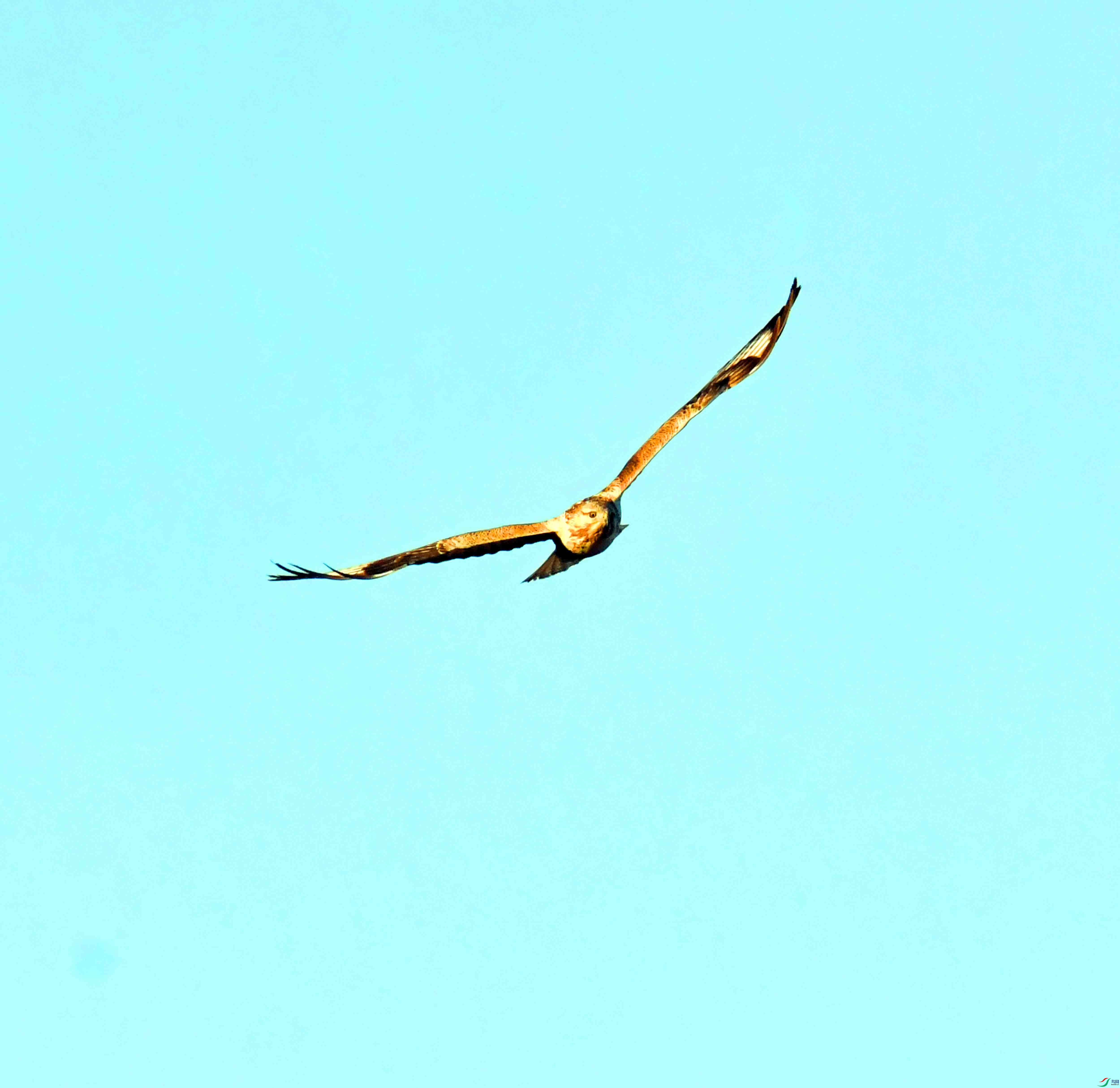 DSC_0350.JPG