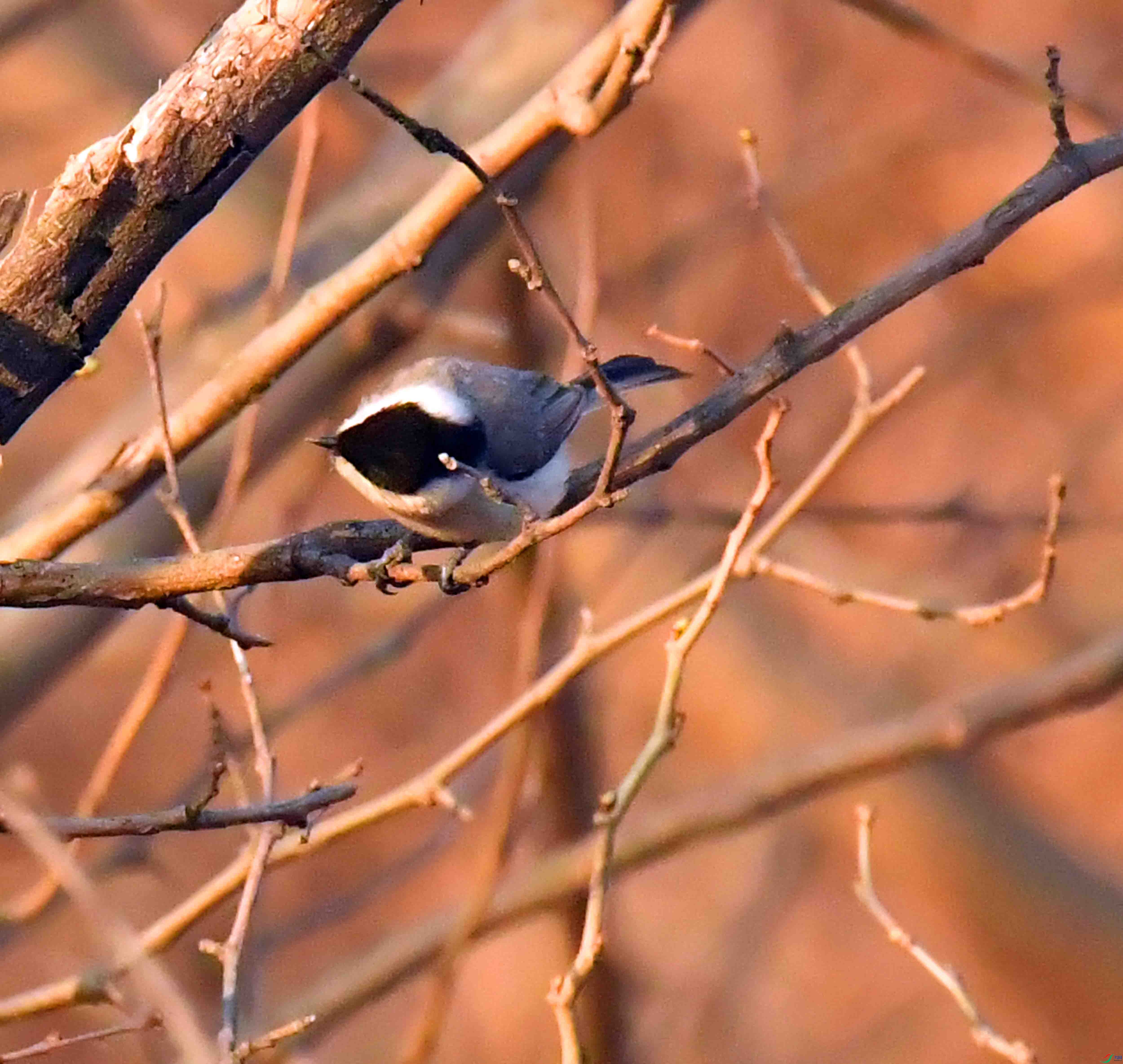 DSC_4865.JPG