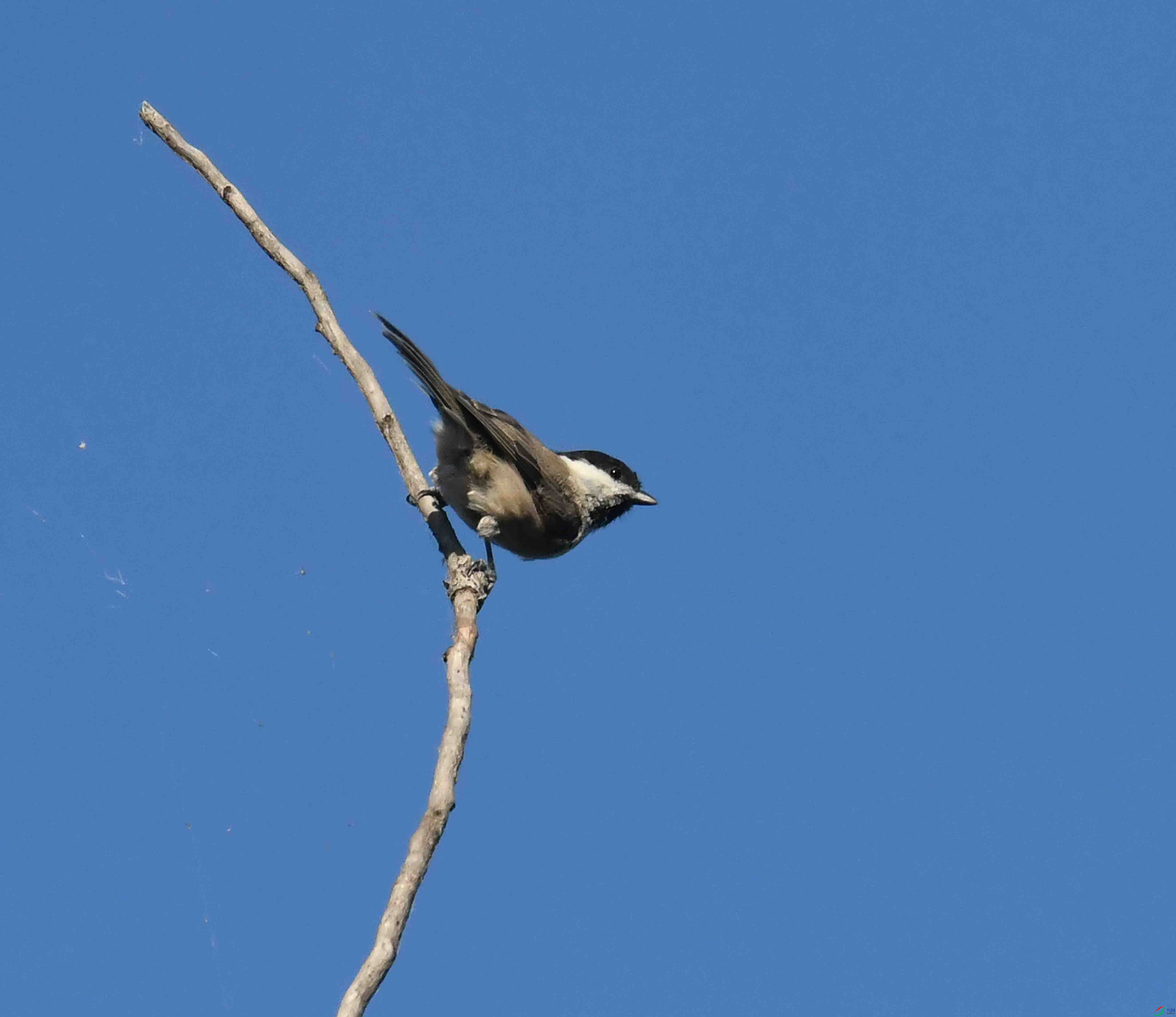 DSC_7377.JPG