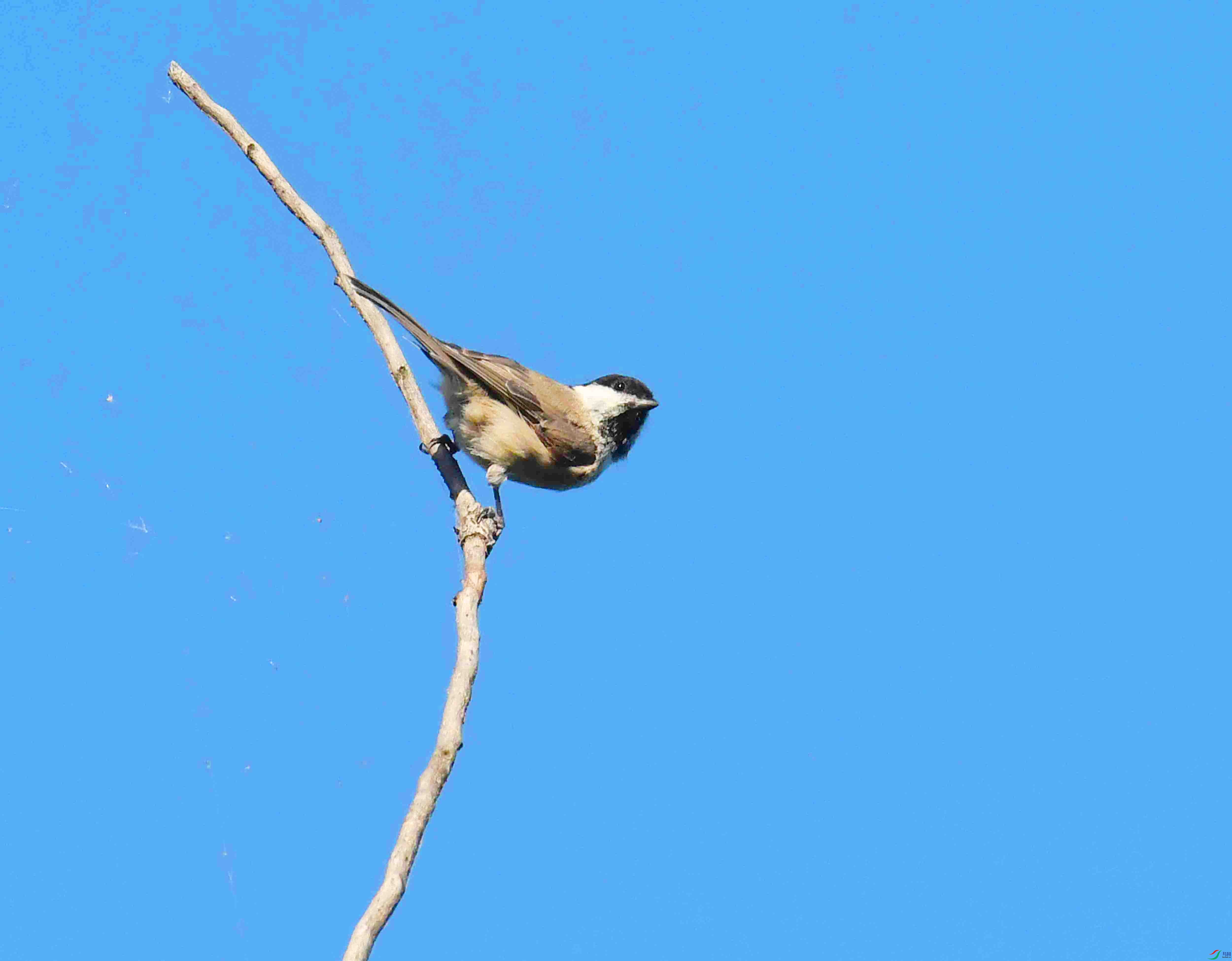 DSC_7379.JPG