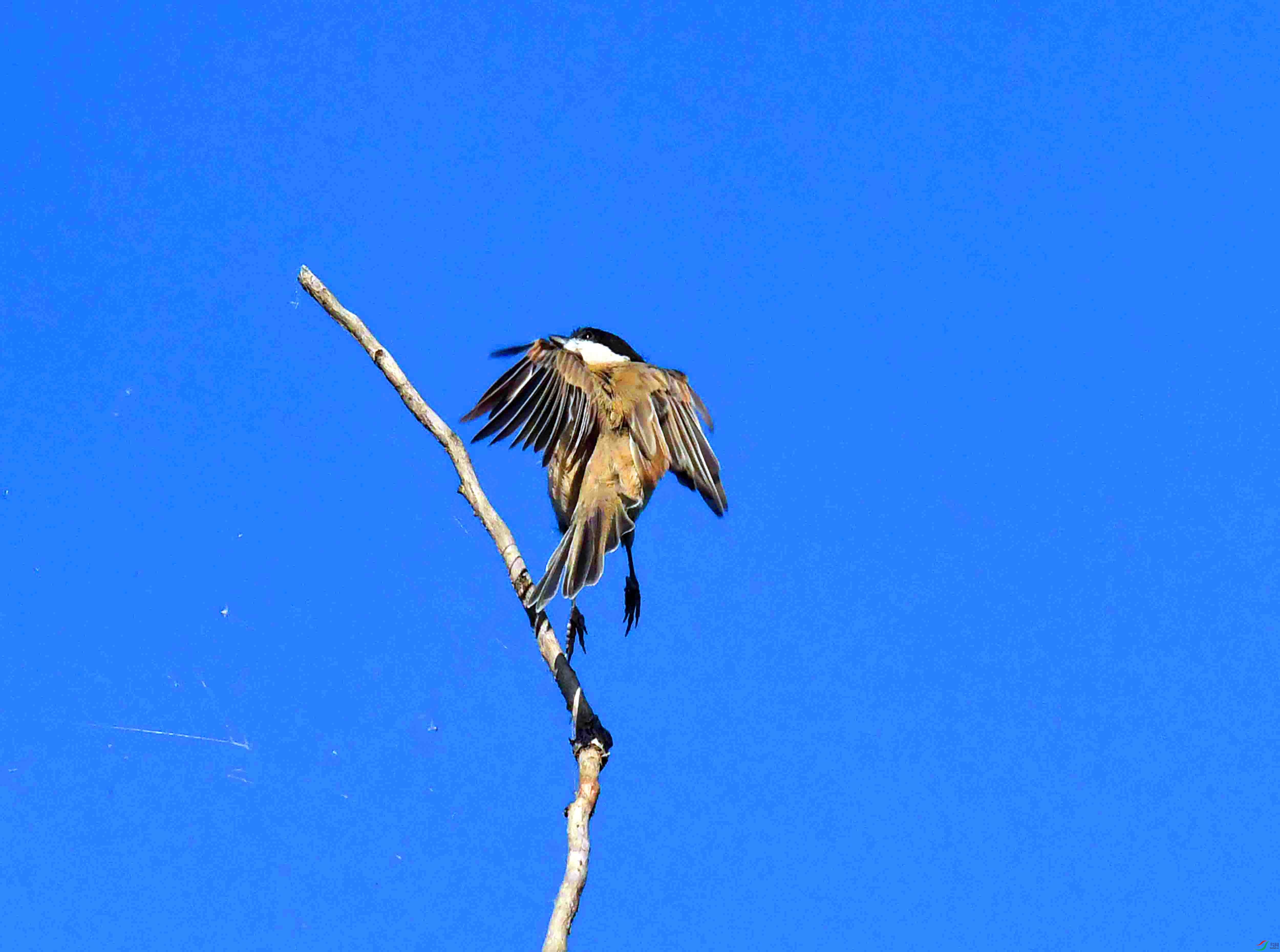 DSC_7384.JPG