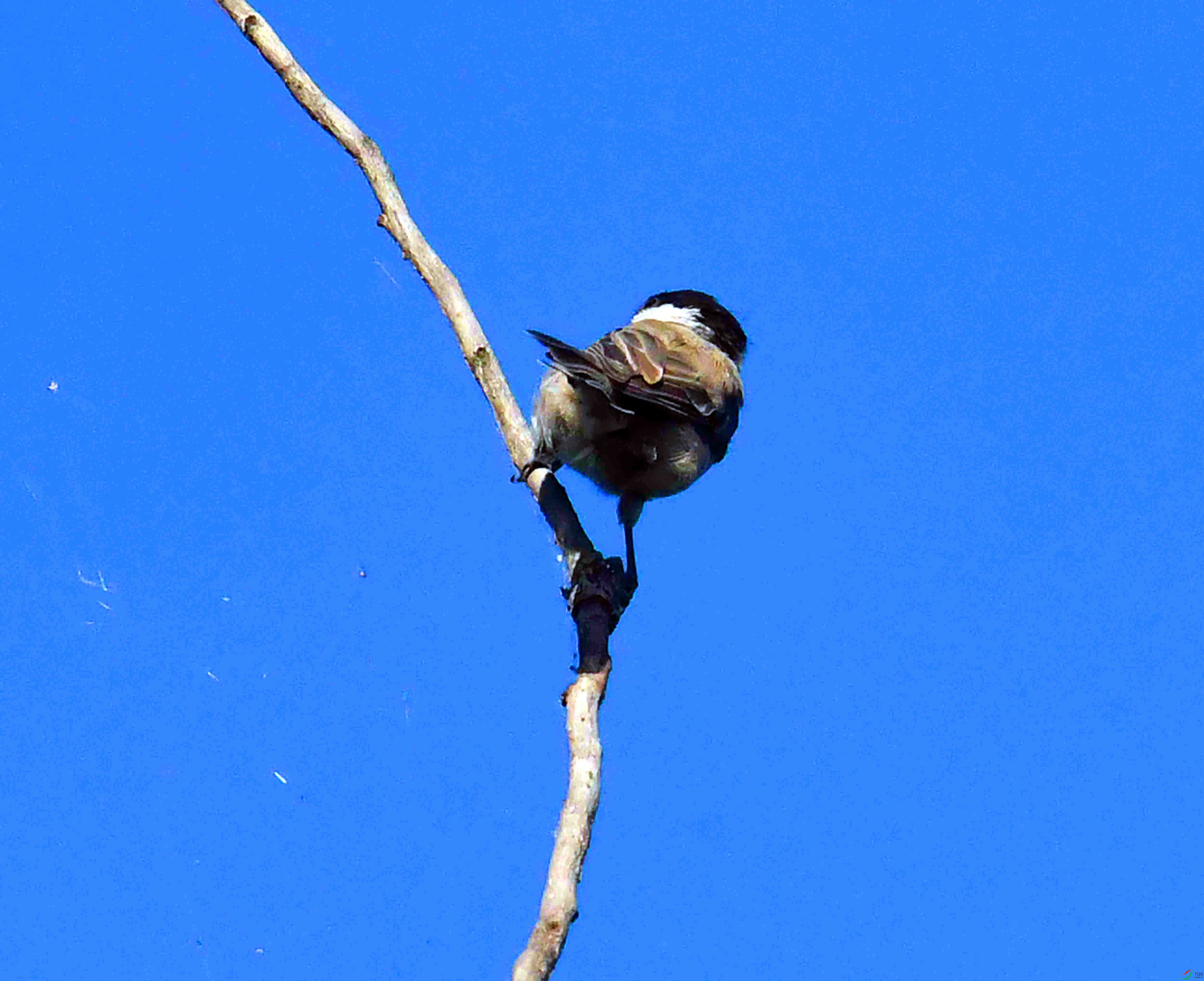 DSC_7381.JPG