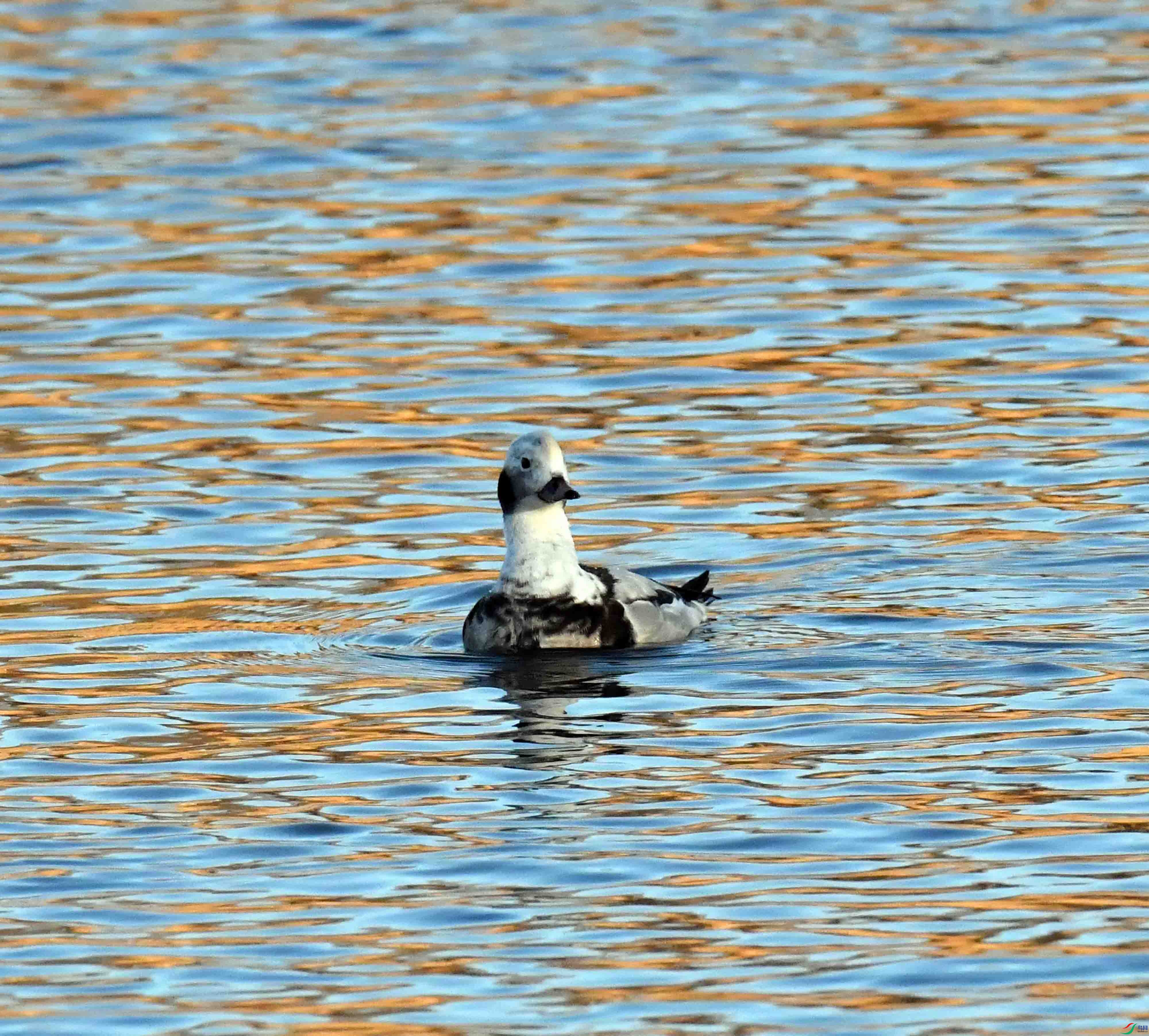DSC_7297.JPG