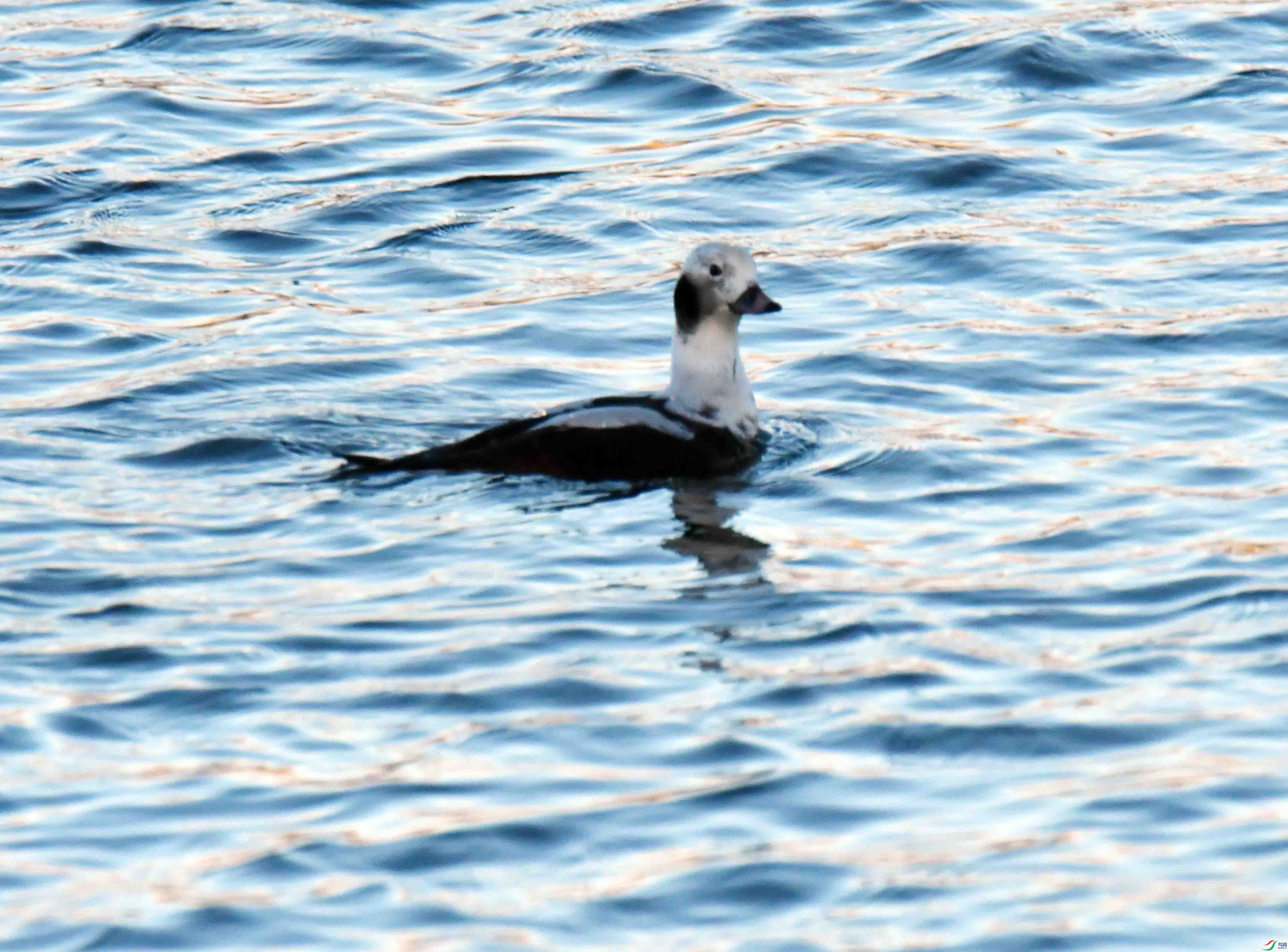DSC_7339.JPG