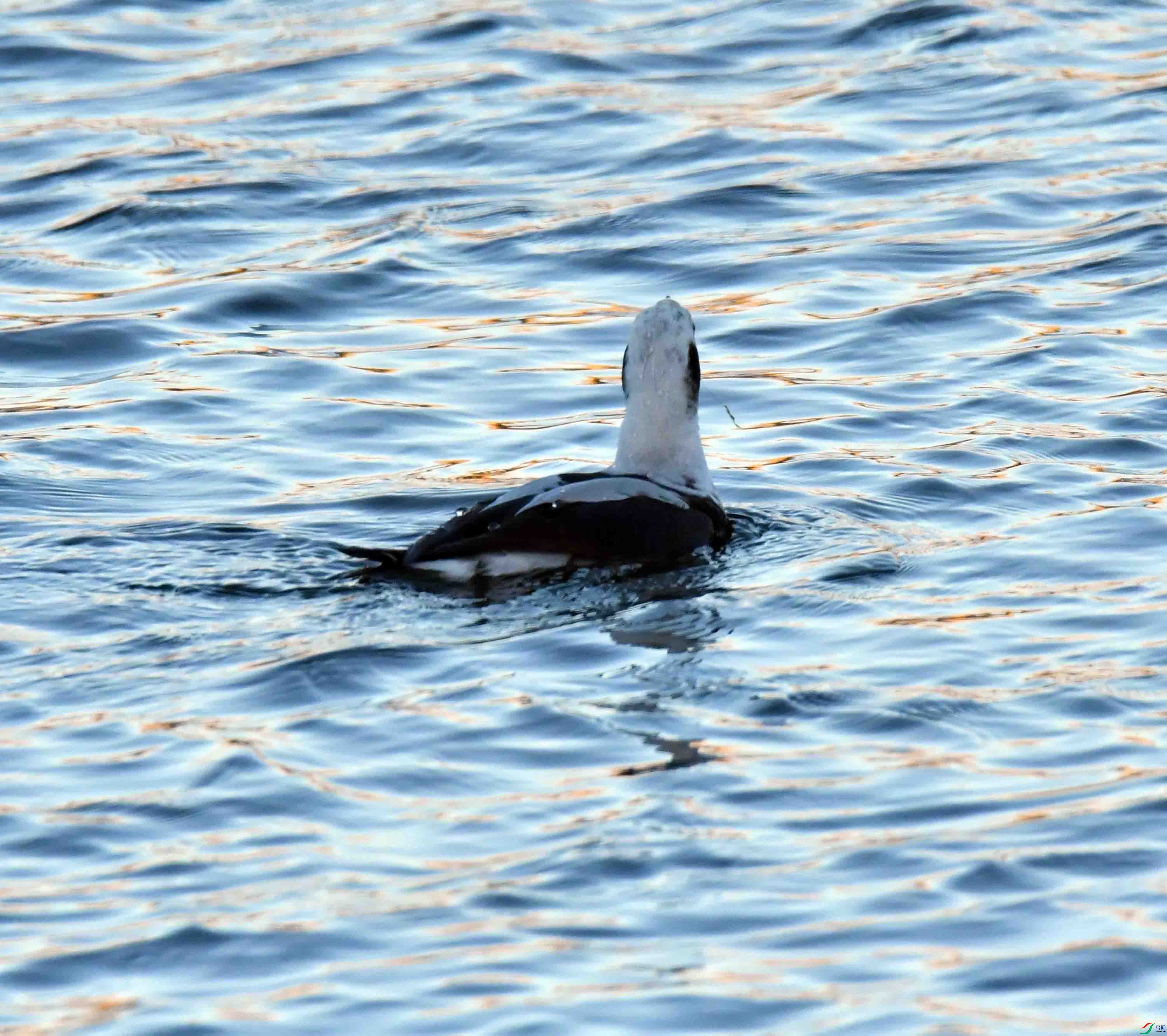 DSC_7342.JPG