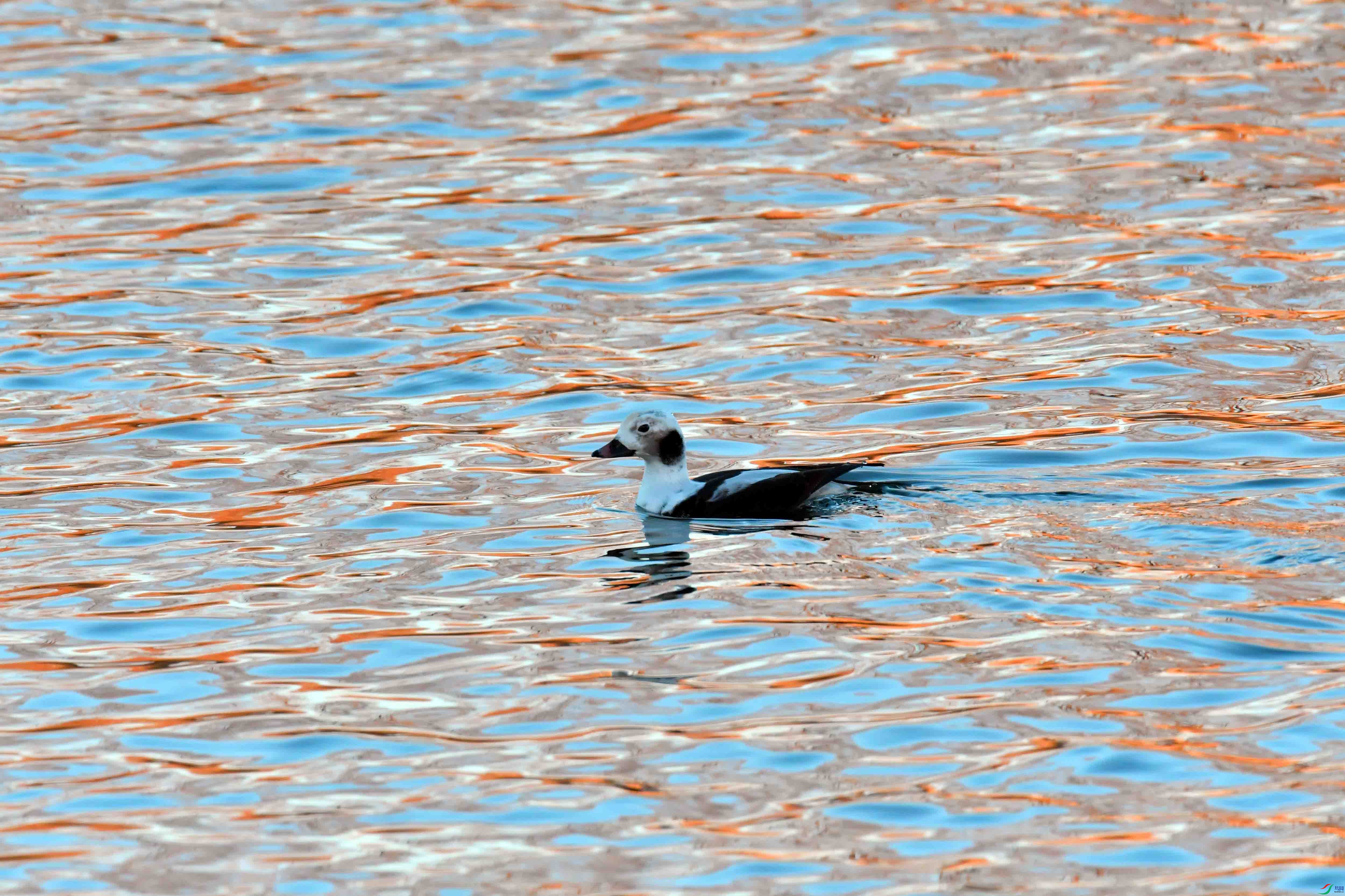 DSC_7346.JPG