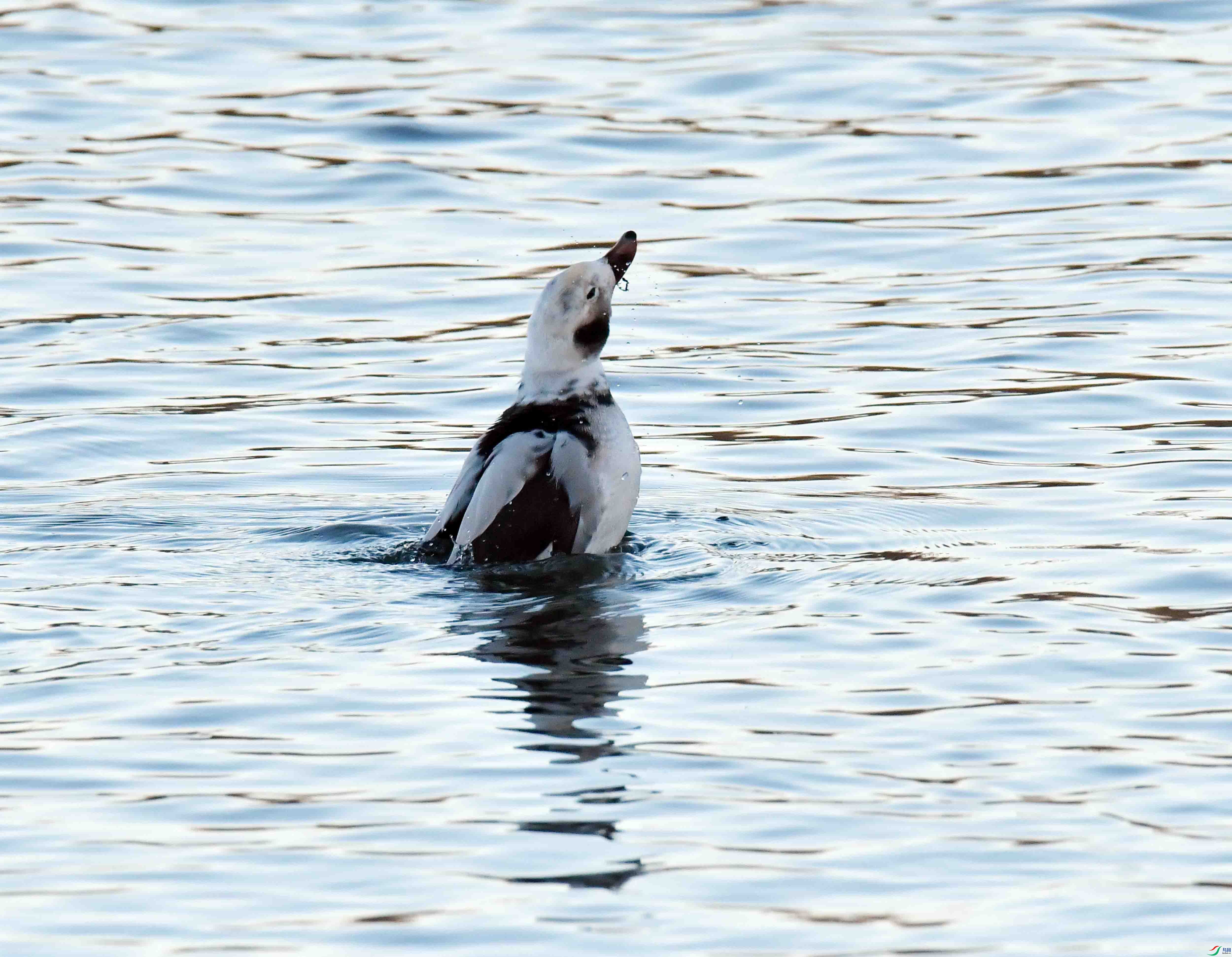 DSC_7356.JPG