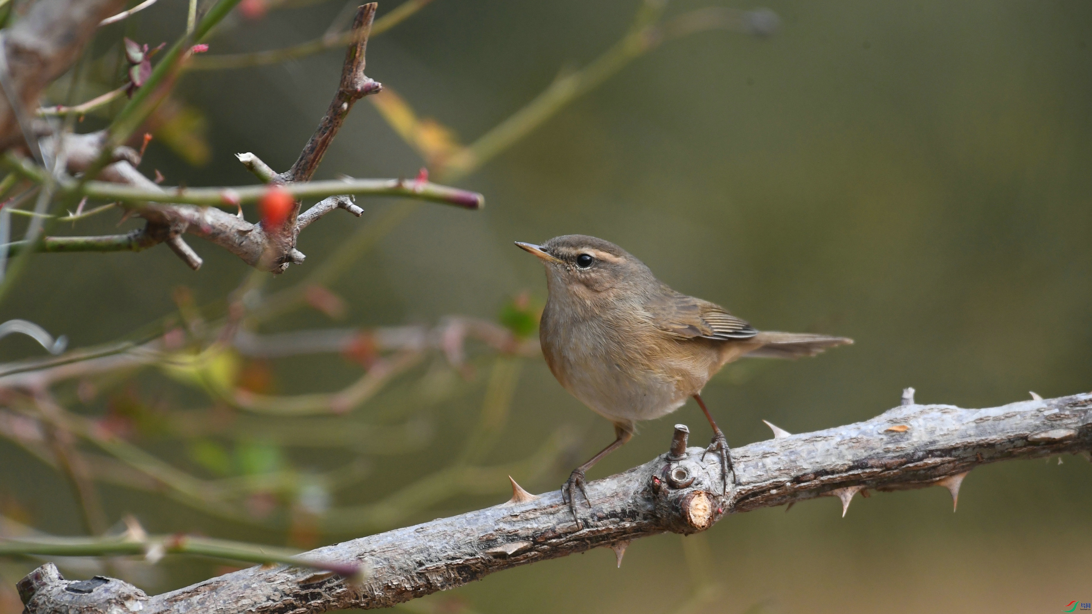 DSC_7723.JPG