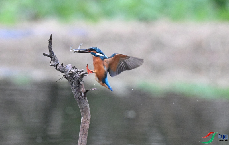 DSC_3464.JPG