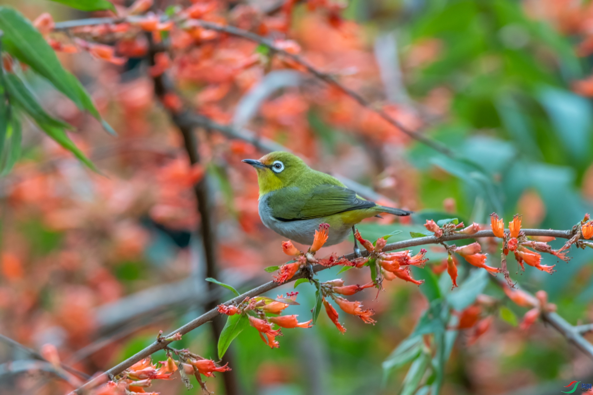 DSC_5527.jpg