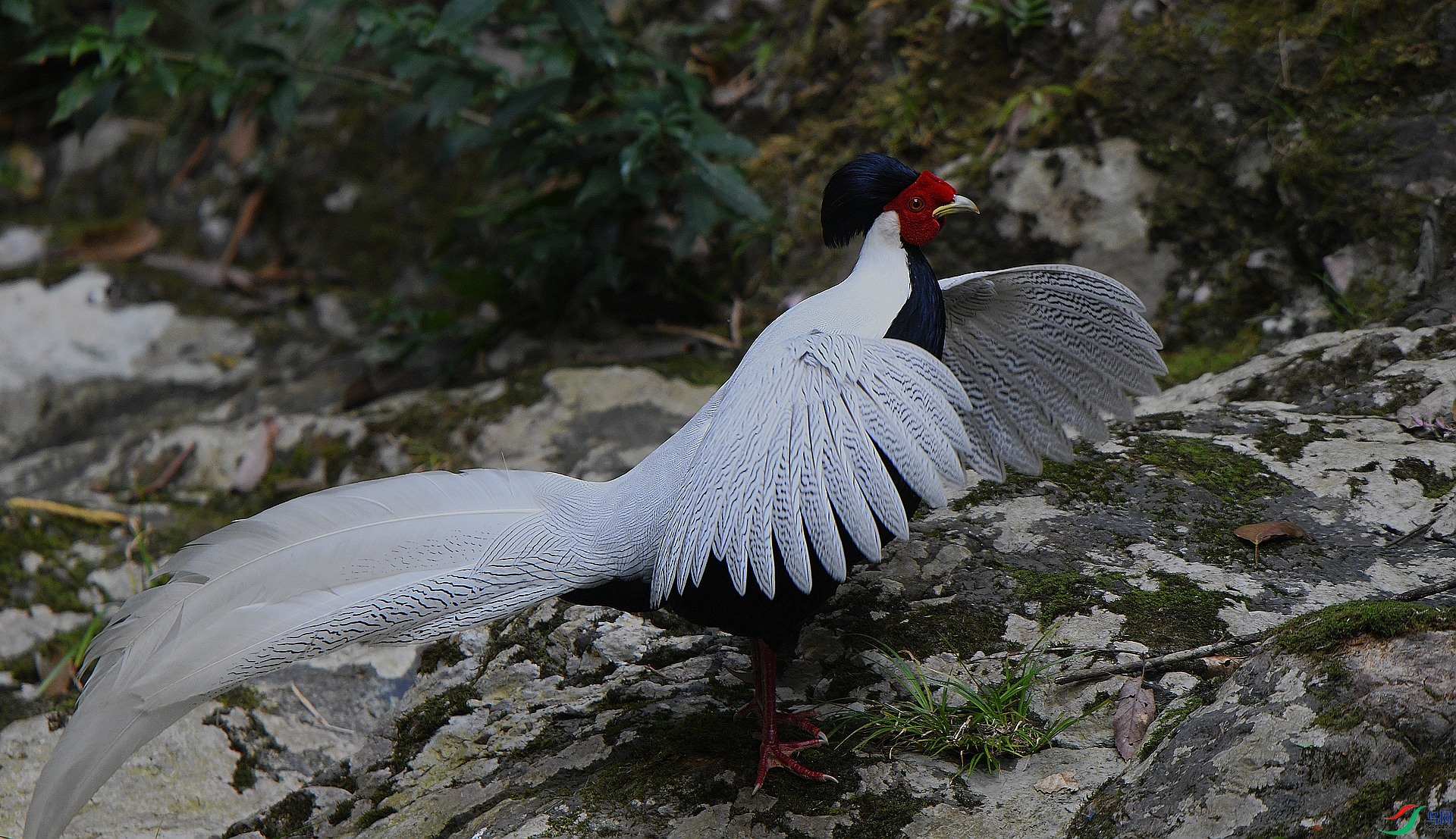 DSC_7981.jpg