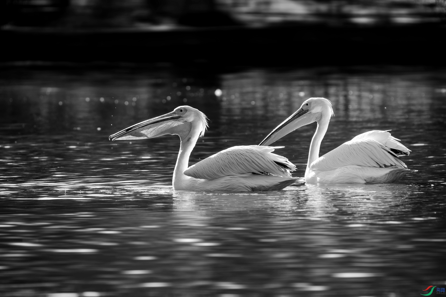 DSC03065 ����_����.jpg