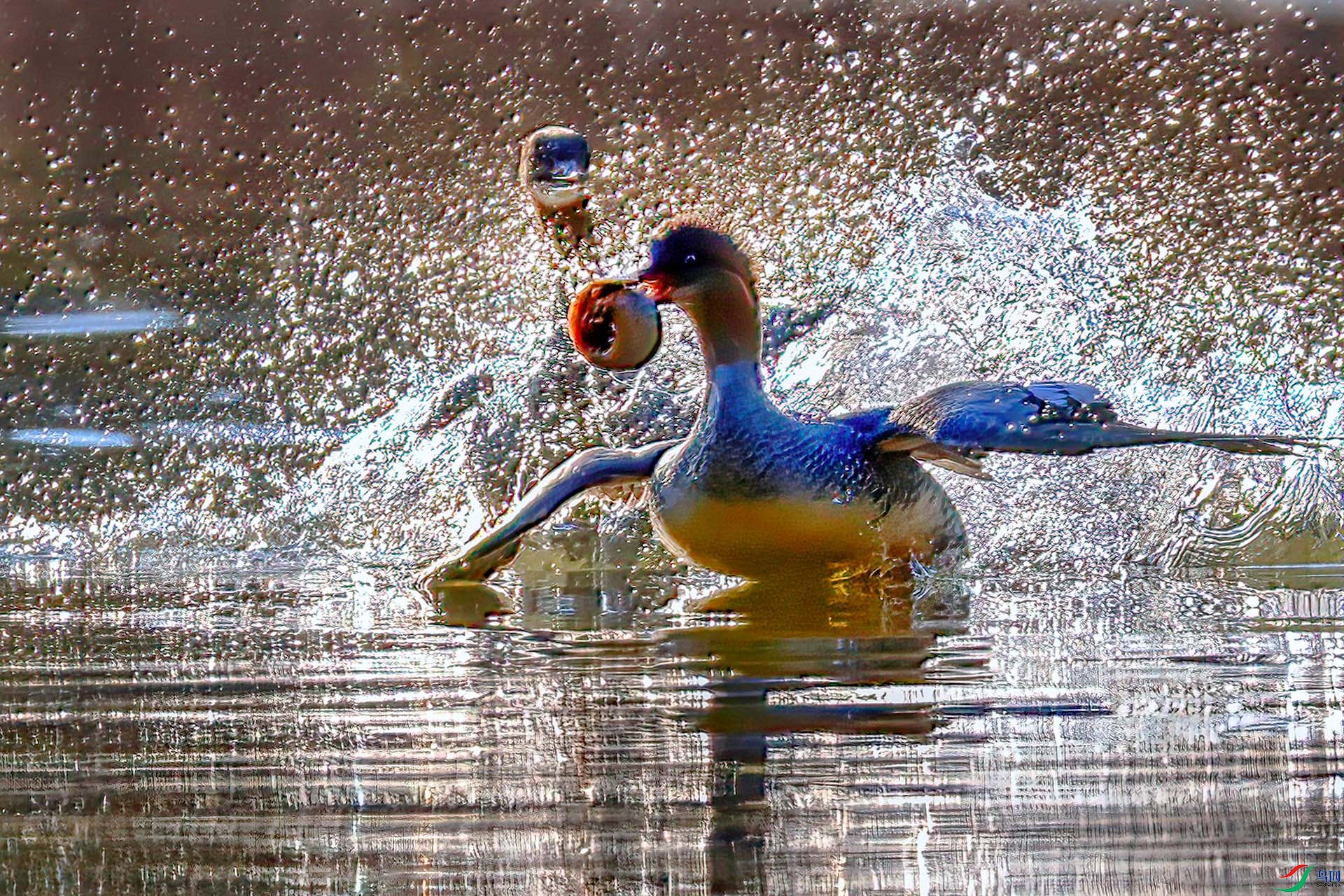 _60A0189 ����-Sha----1 .jpg