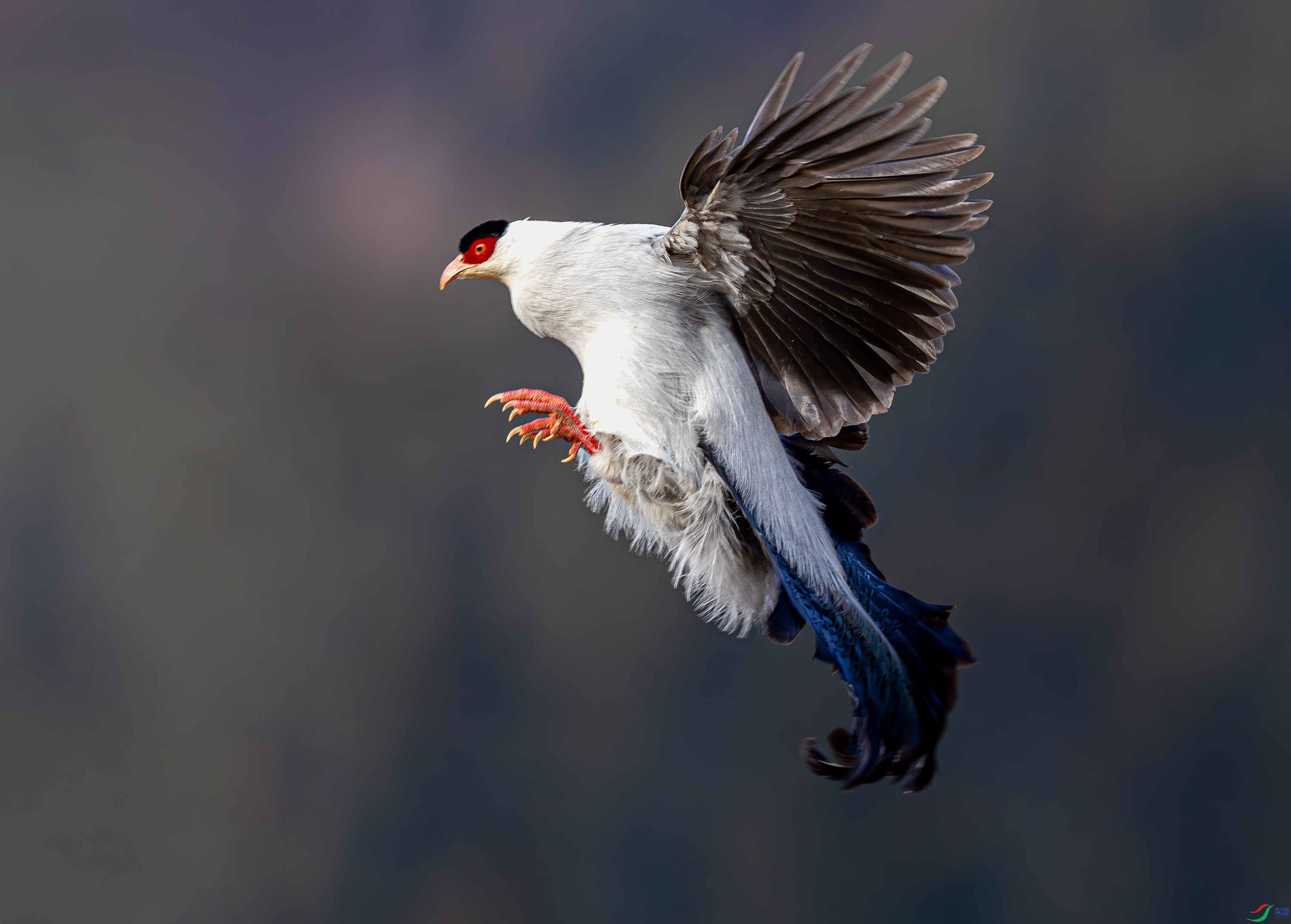 _72A6785-����ǿ-NR.JPG
