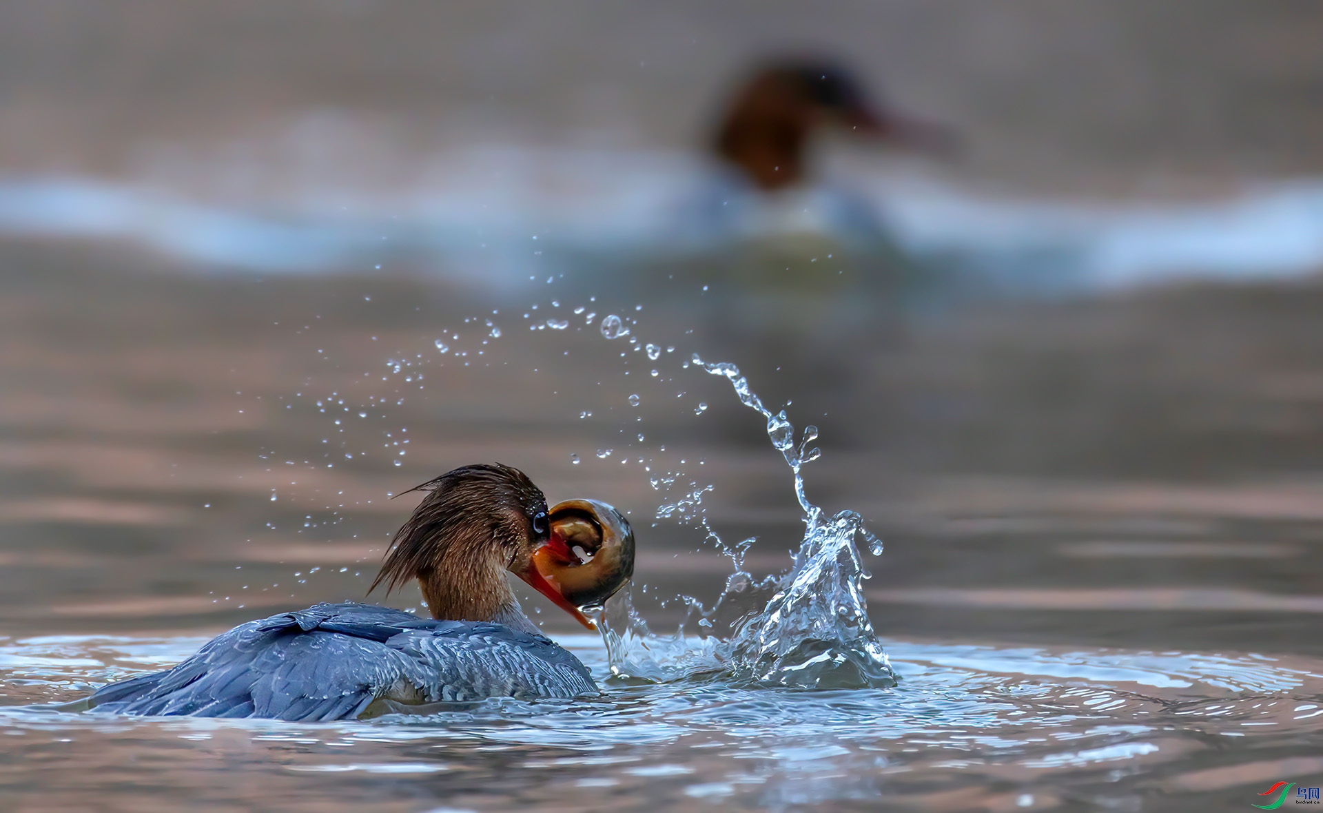 _60A7528 ����-Sh---1 .jpg