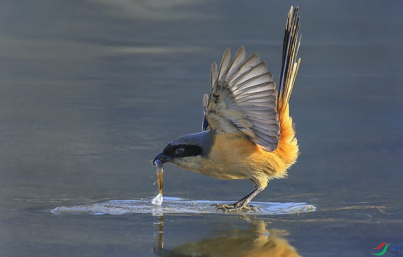 DL3T7316_����-1.jpg
