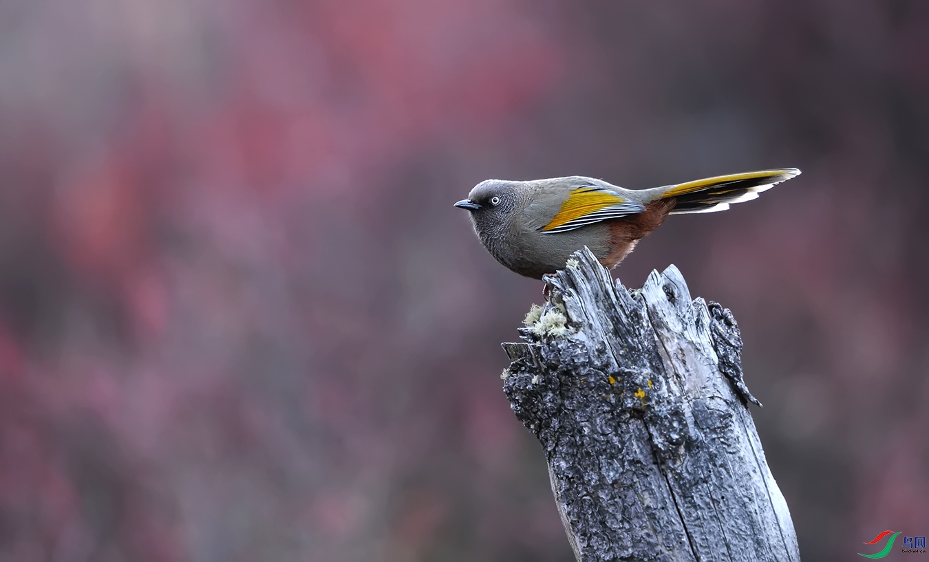 DSC_39441.jpg