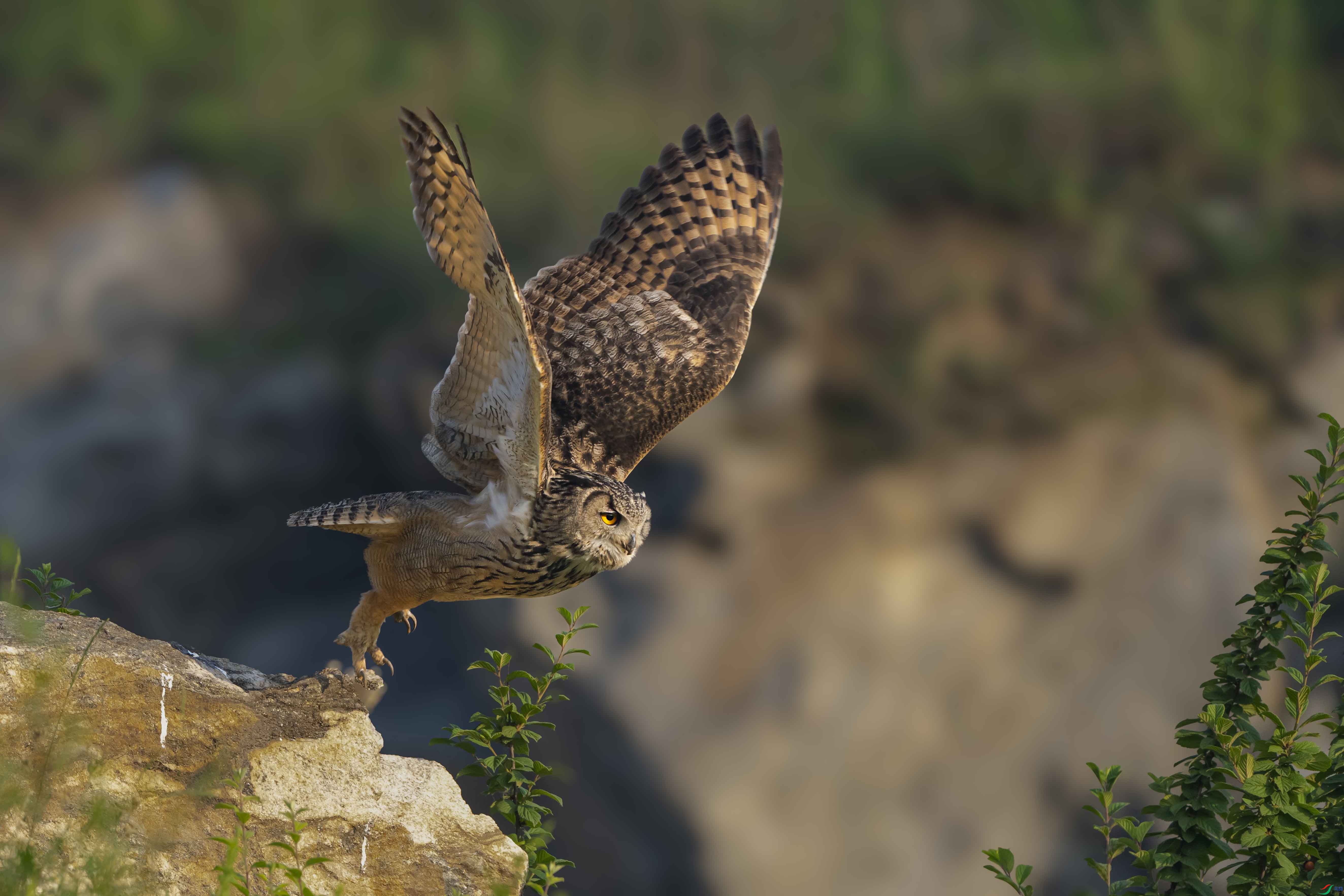 DSC06373 ����.jpg