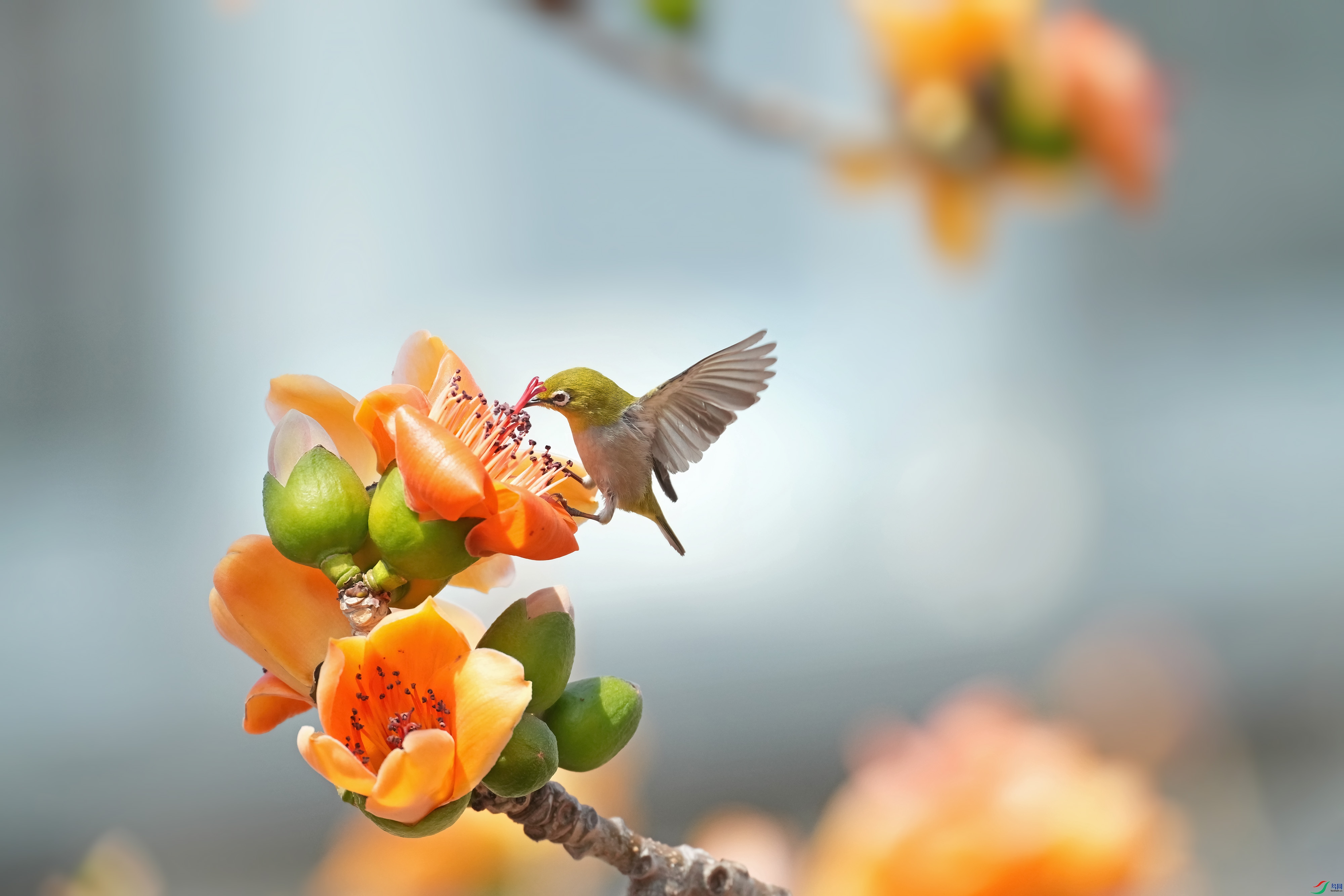 DSC04378 ����.jpg