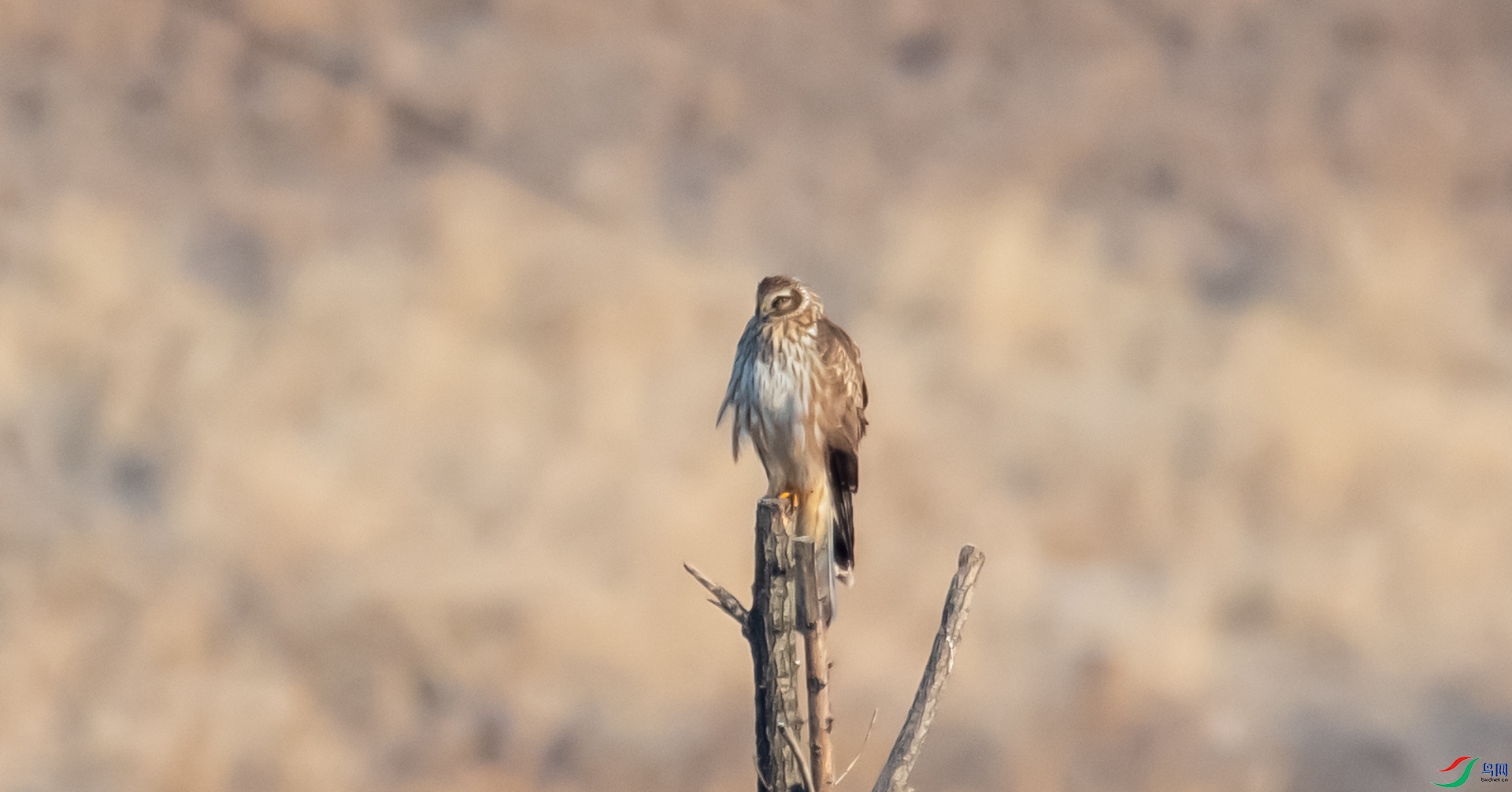 DSC_2536.jpg