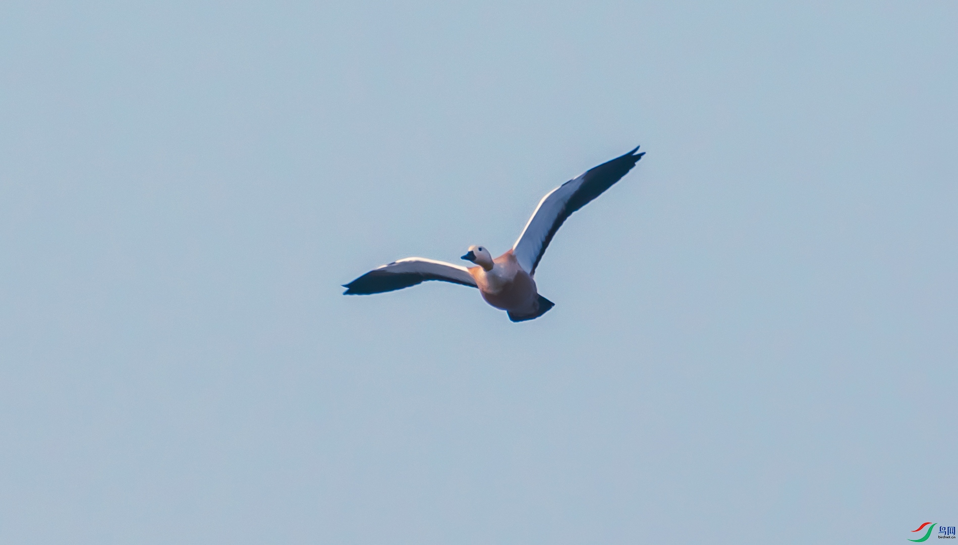 DSC_7370.jpg