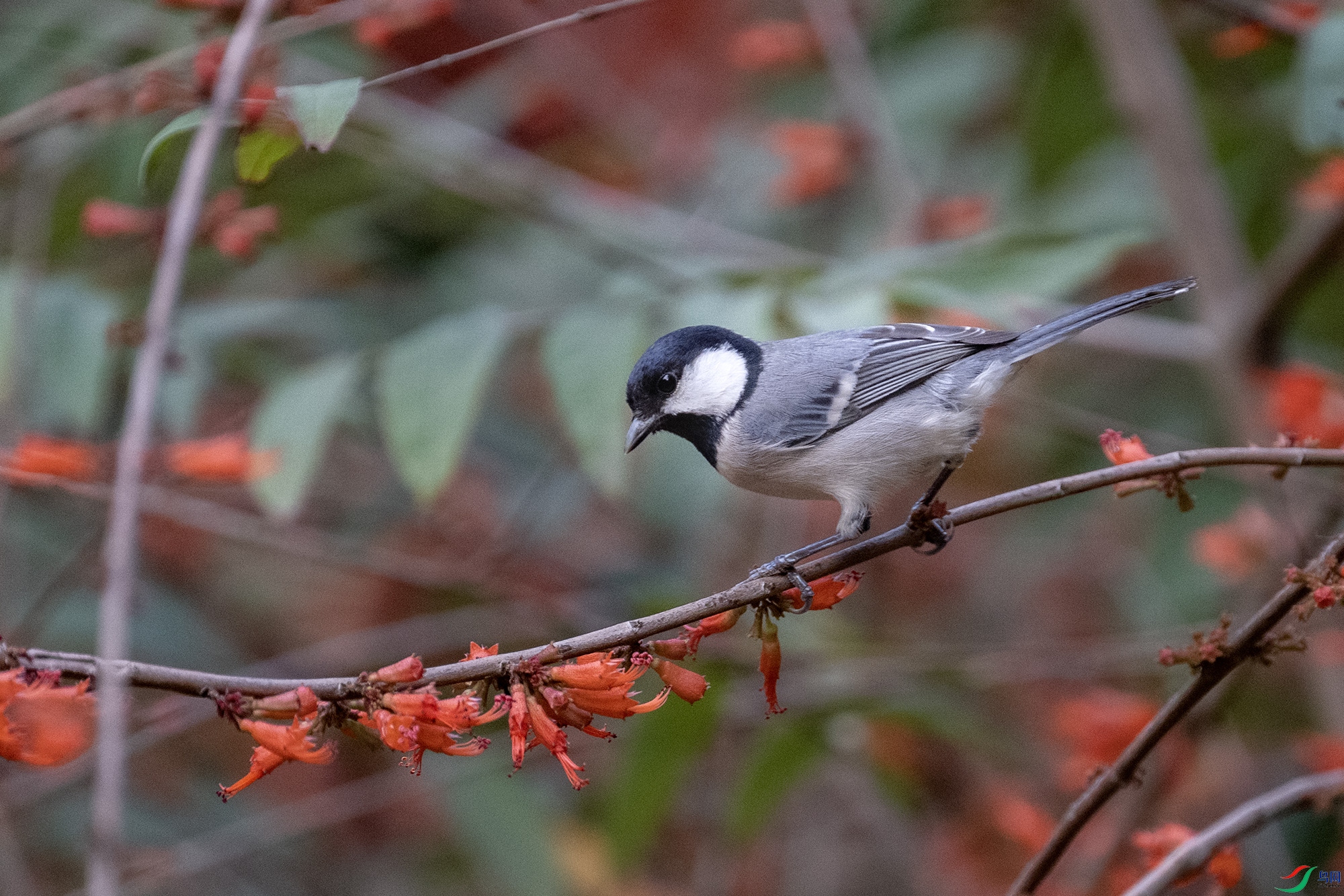 DSC_0758.jpg