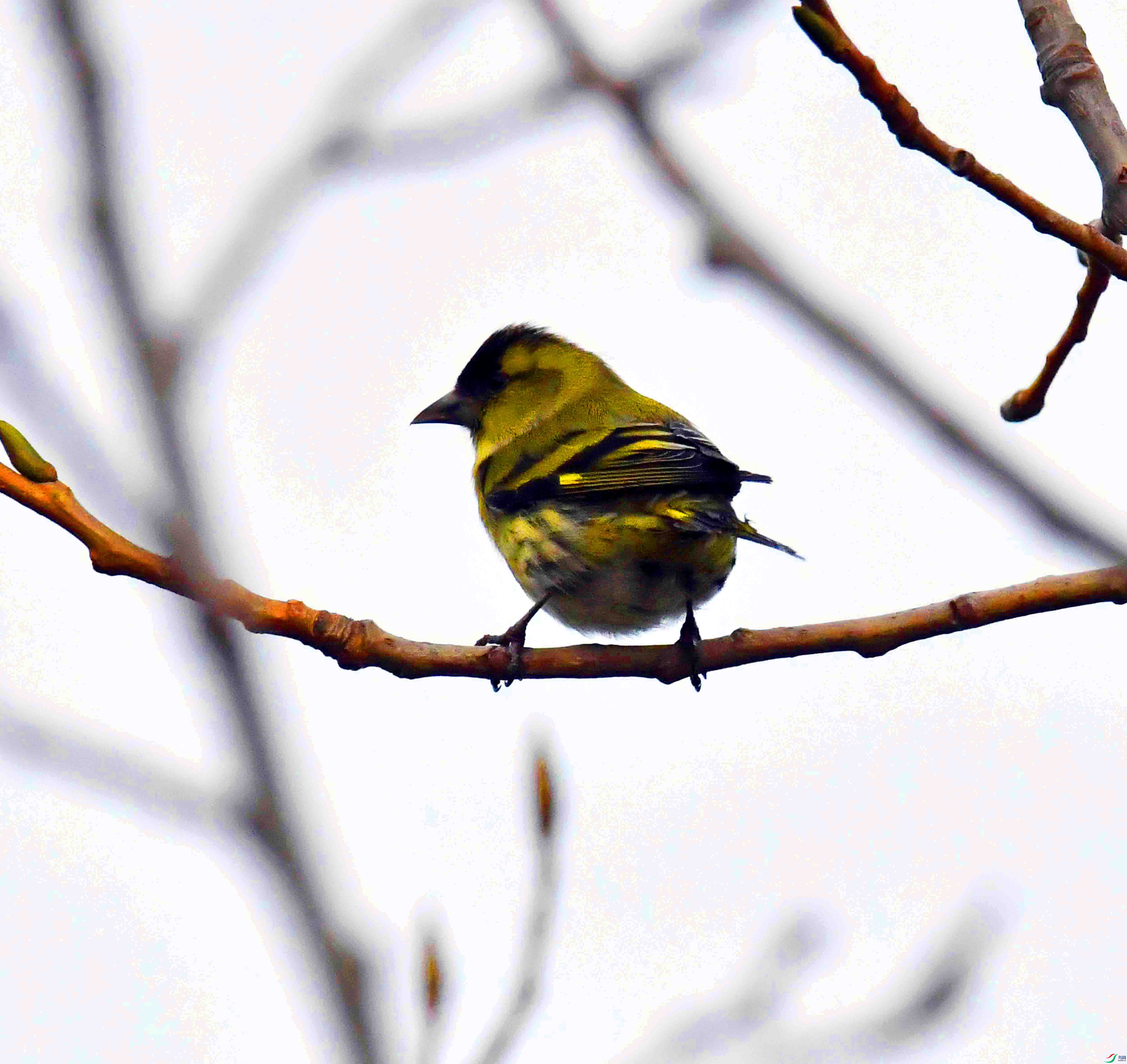 DSC_7258.JPG