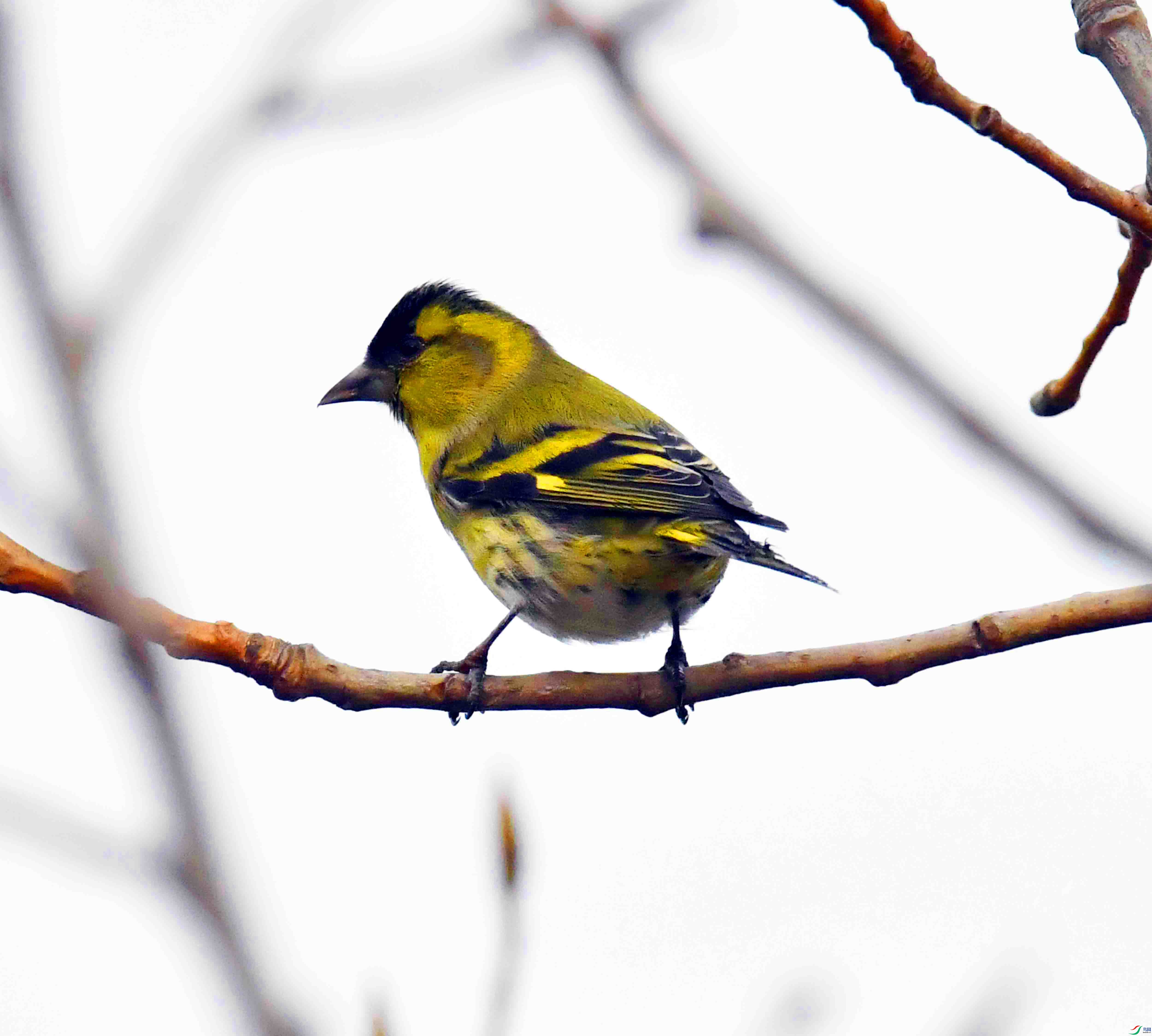 DSC_7251.JPG