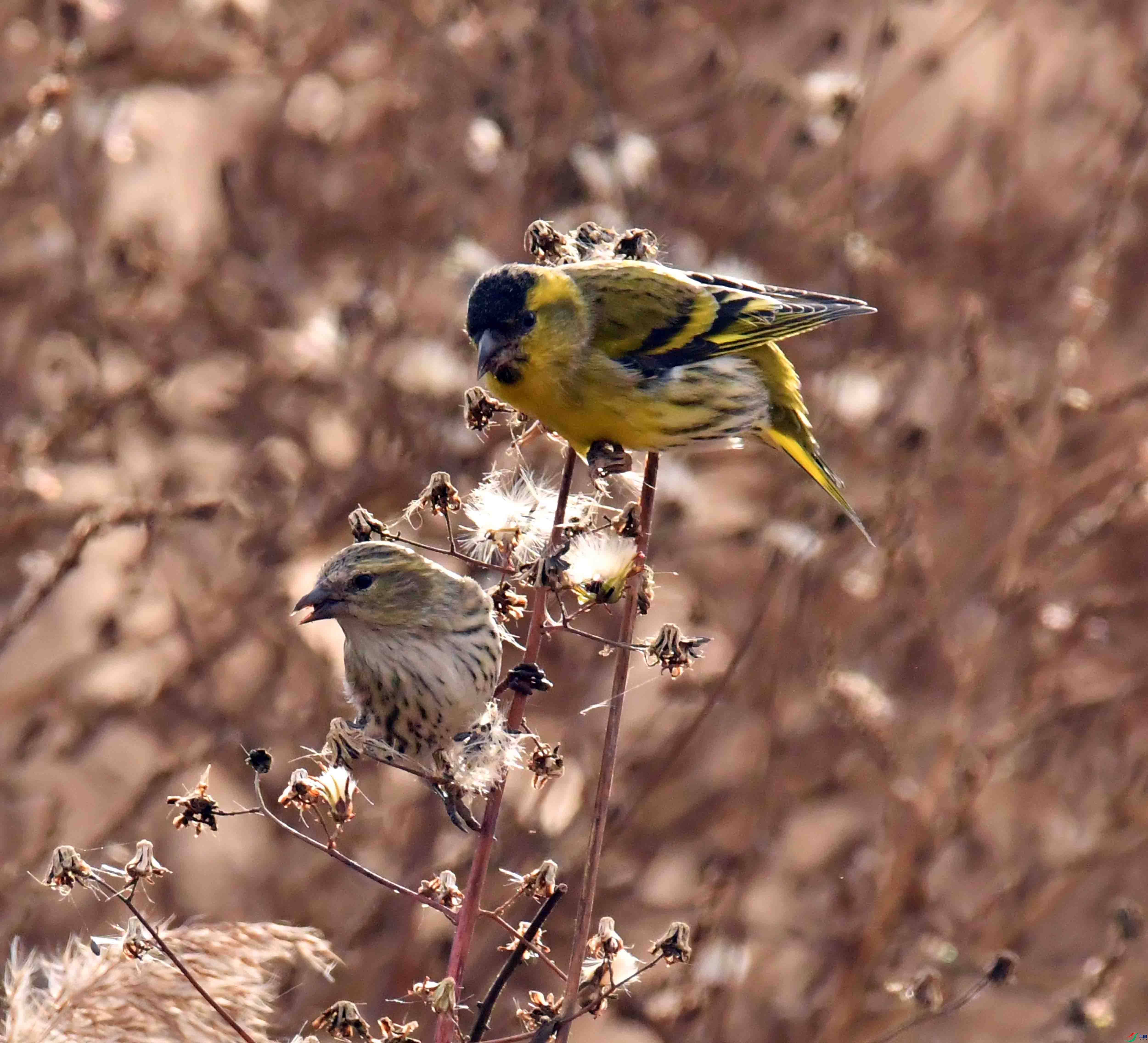 DSC_7348.JPG