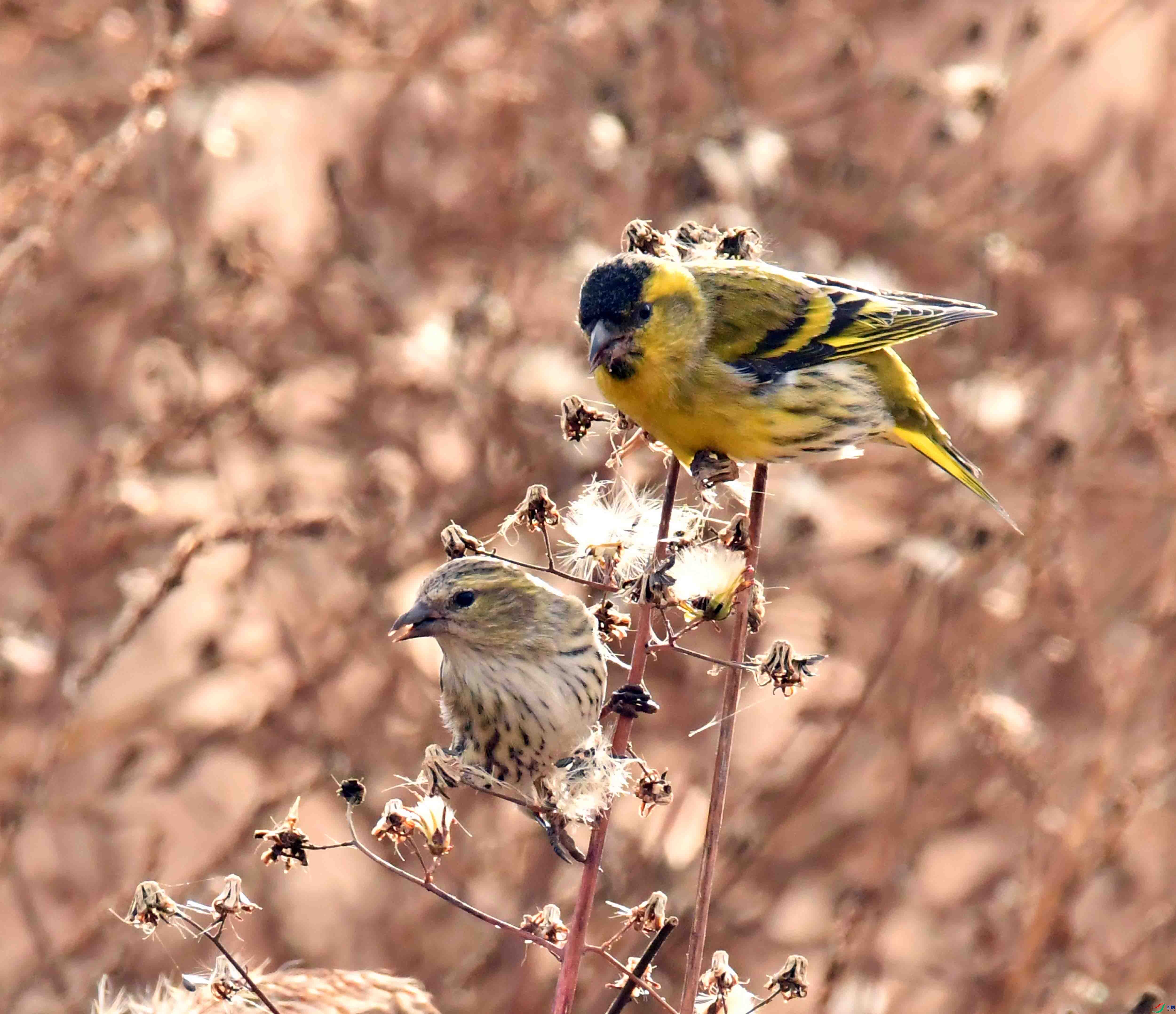 DSC_7349.JPG