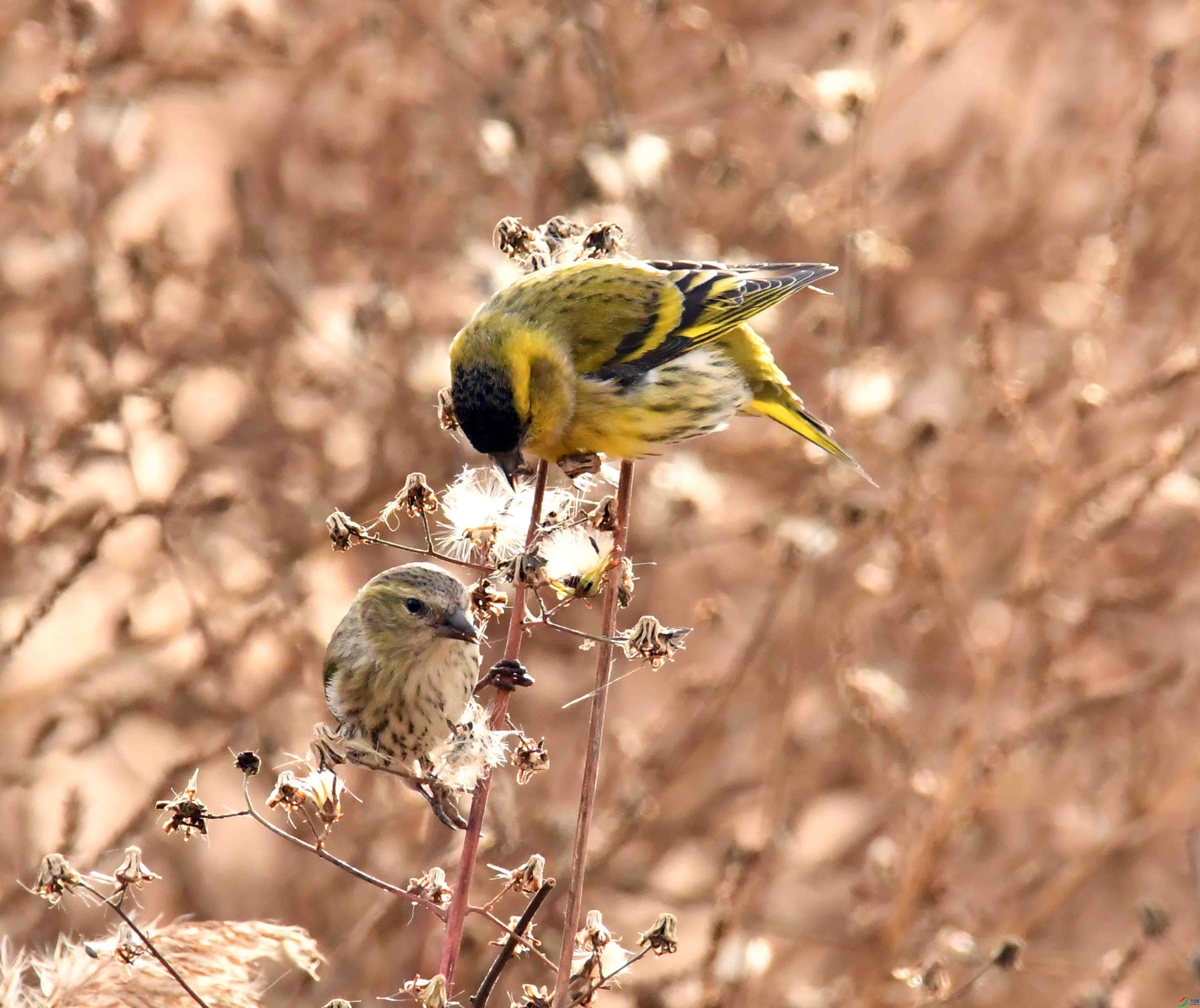 DSC_7367.JPG