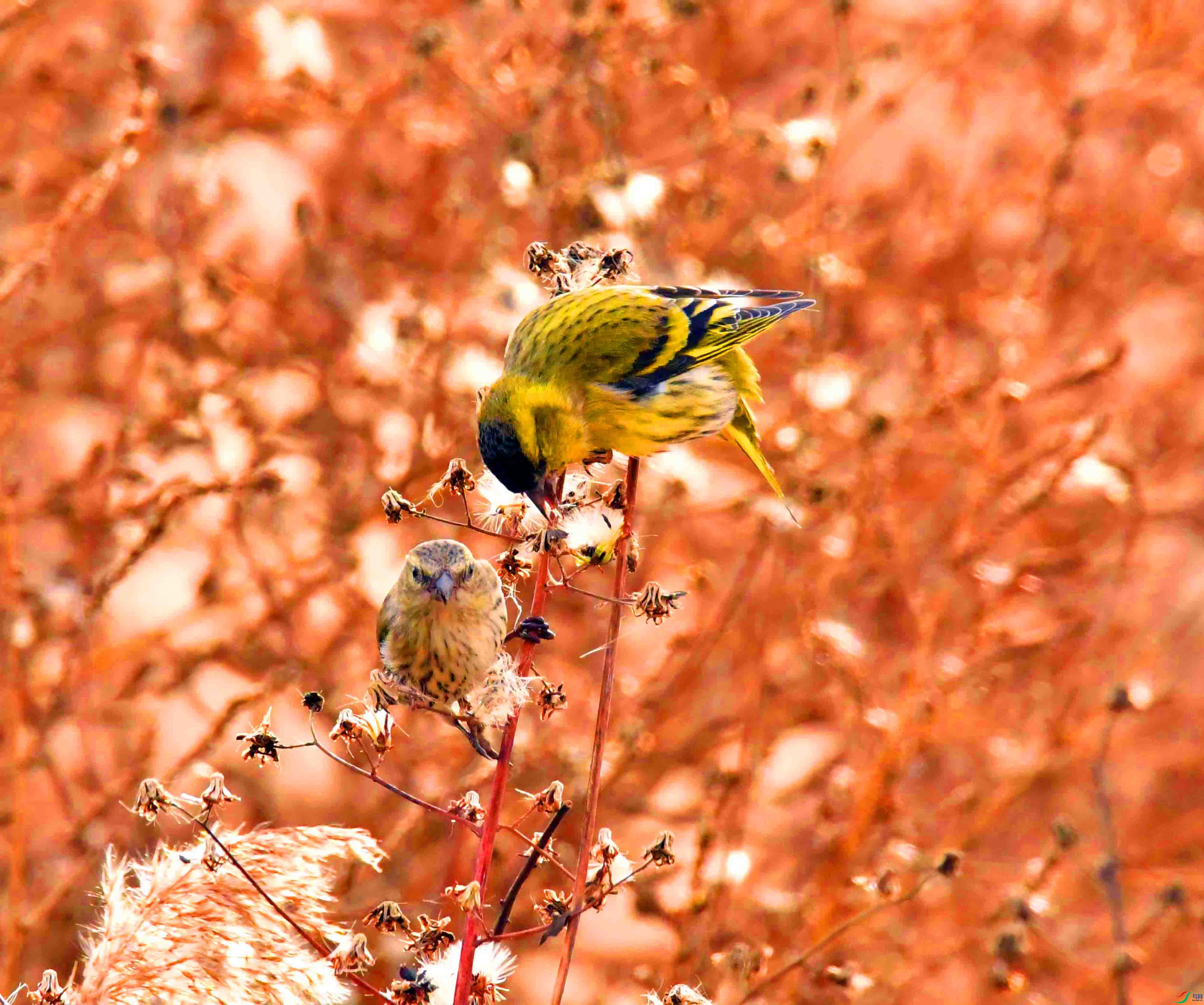 DSC_7371.JPG