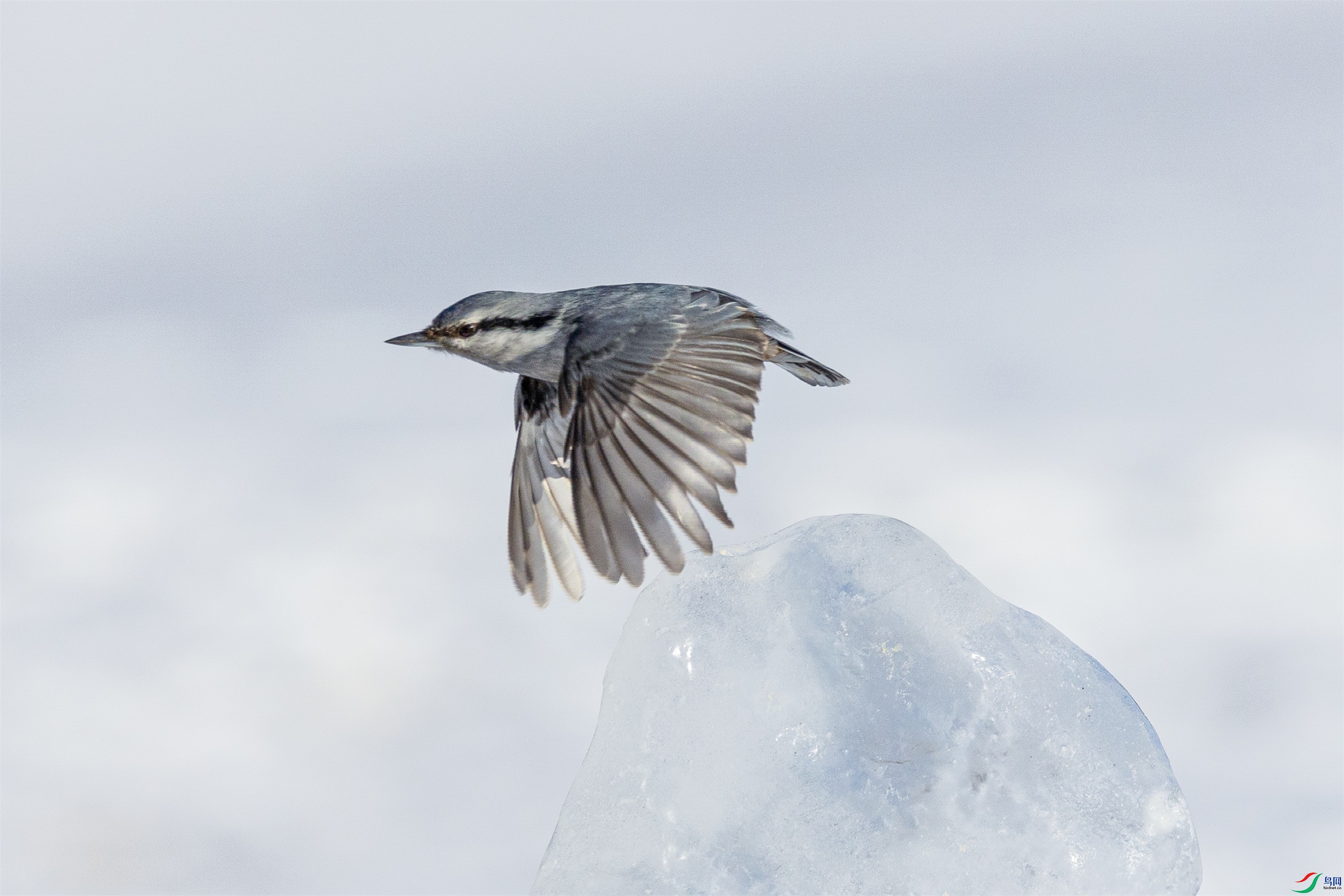 1K3A8708 ����1.jpg