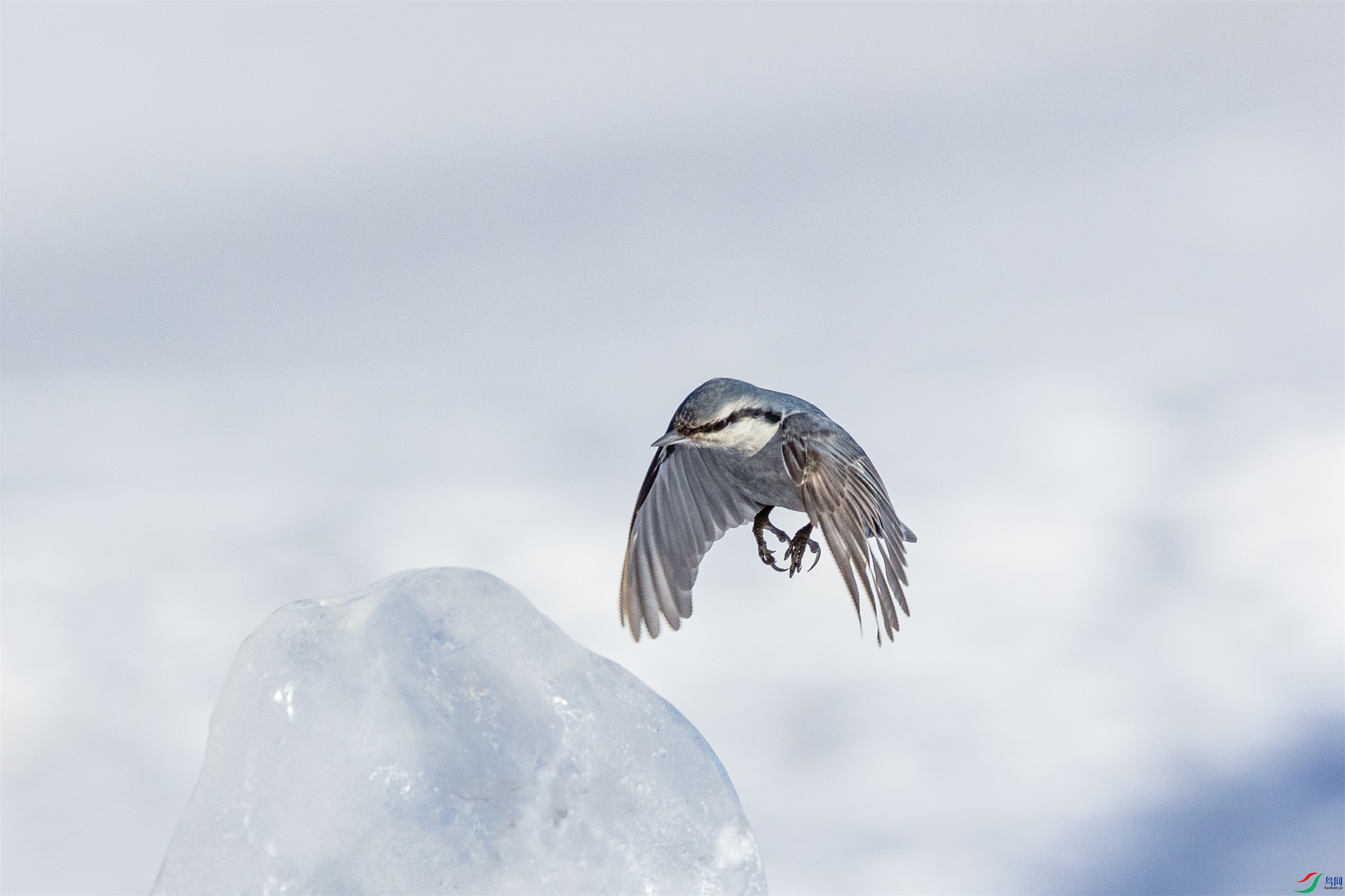 1K3A8705 ����2.jpg