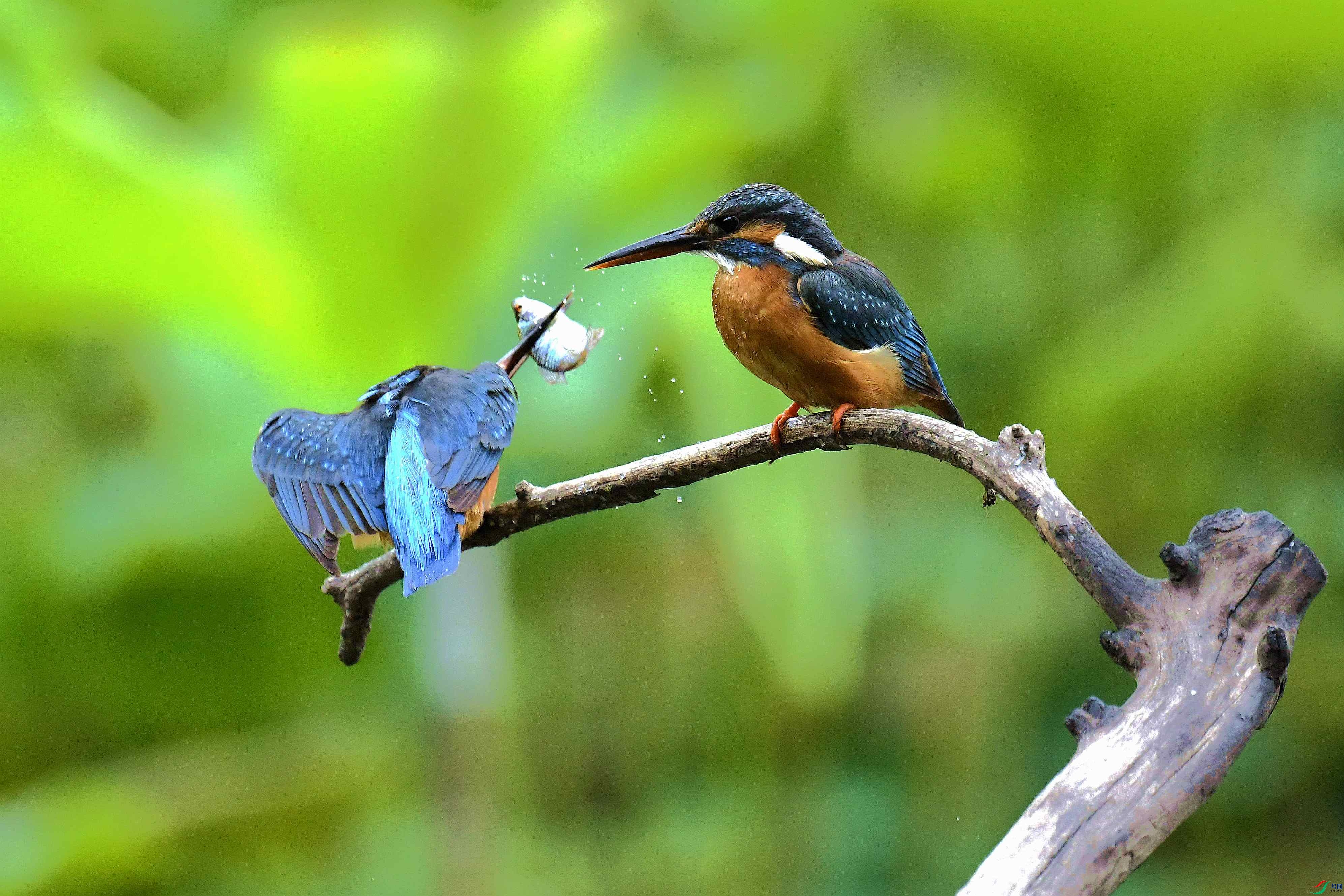 _DSC2191_����.jpg
