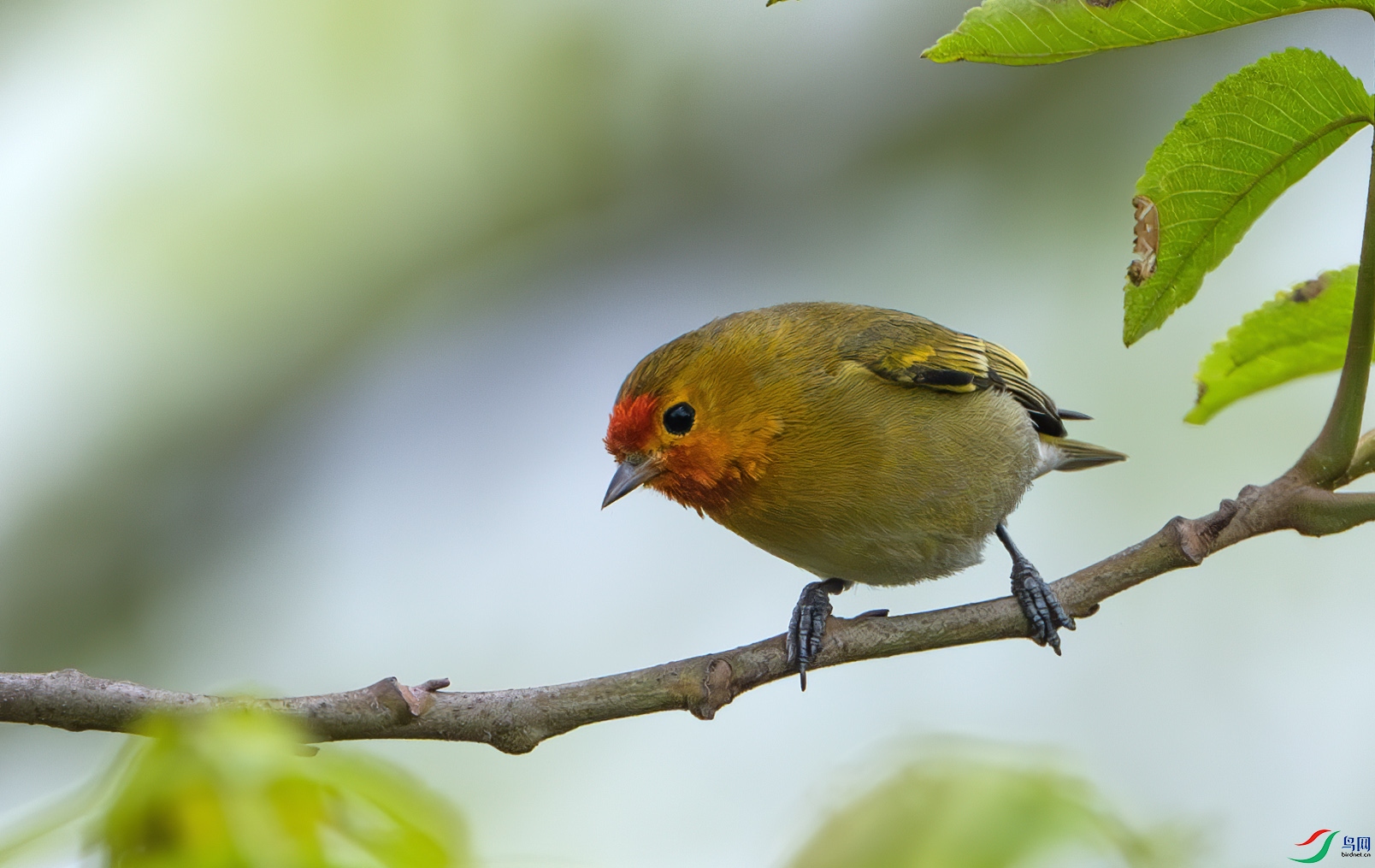 DSC_1001-����ǿ-NR ����.jpg