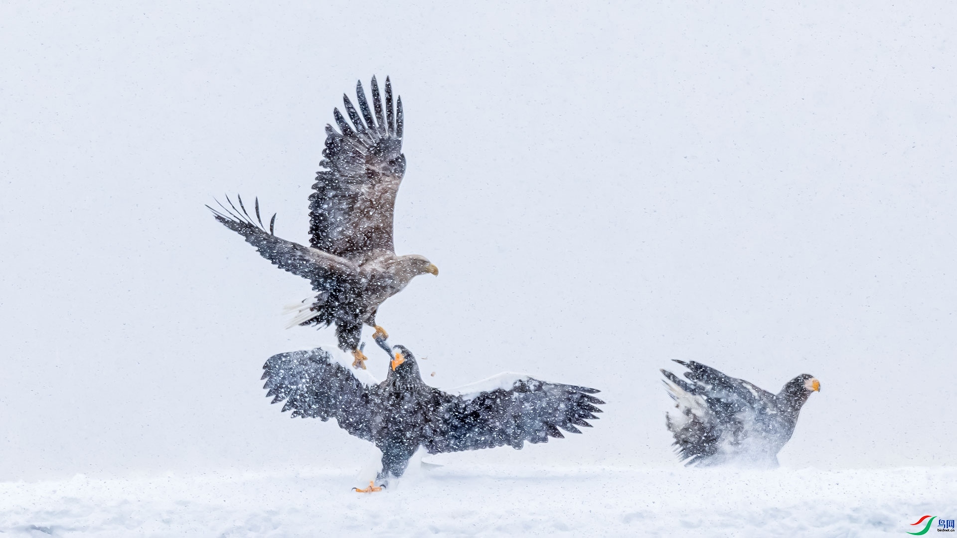 ��ѩ�� ���� ɳ���Խ� ��һ.jpg