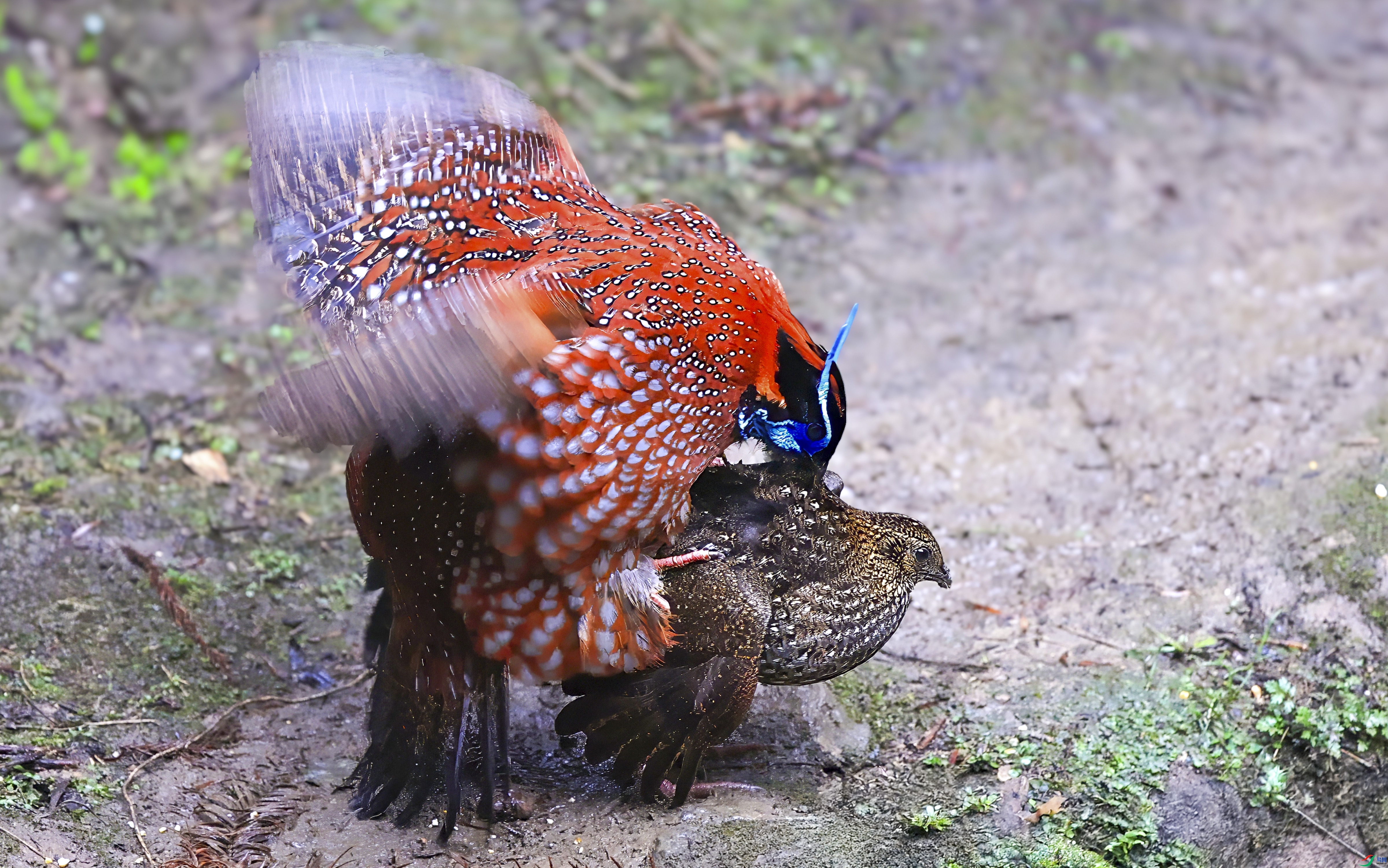 ����ȼ�յ�����  ���� ������ ��һ.jpg